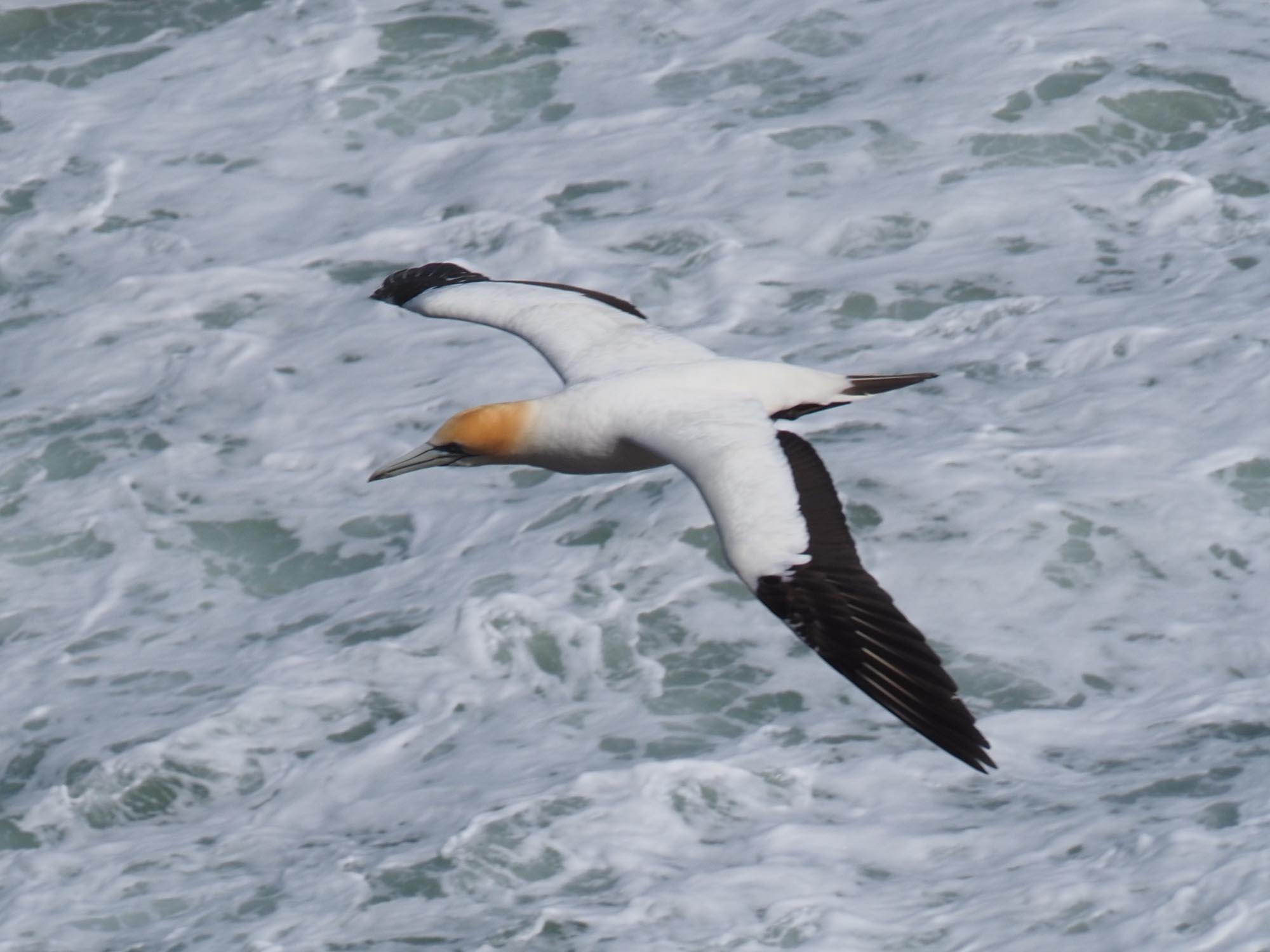 Gannet In Flight 58