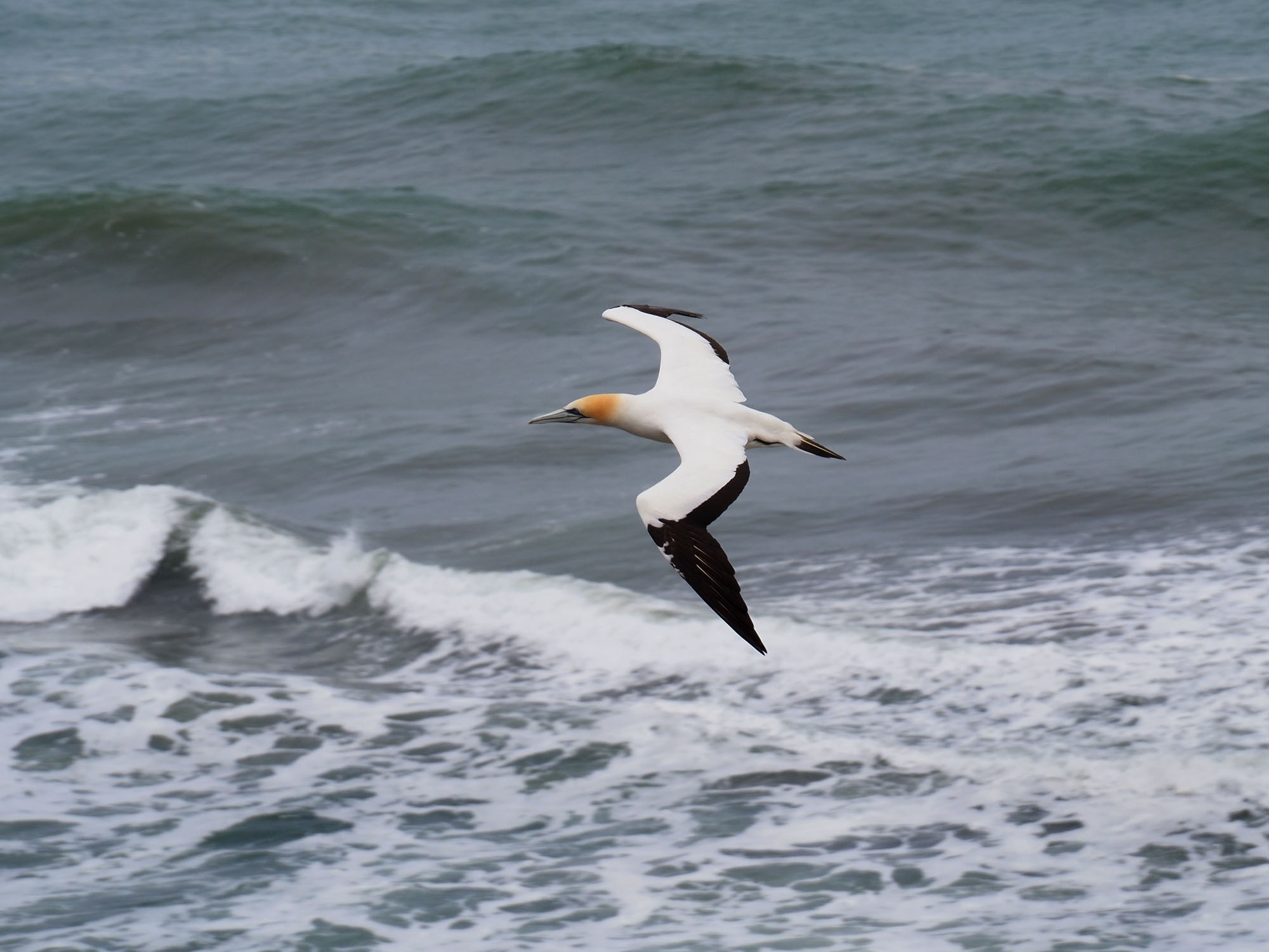 Gannet In Flight 70