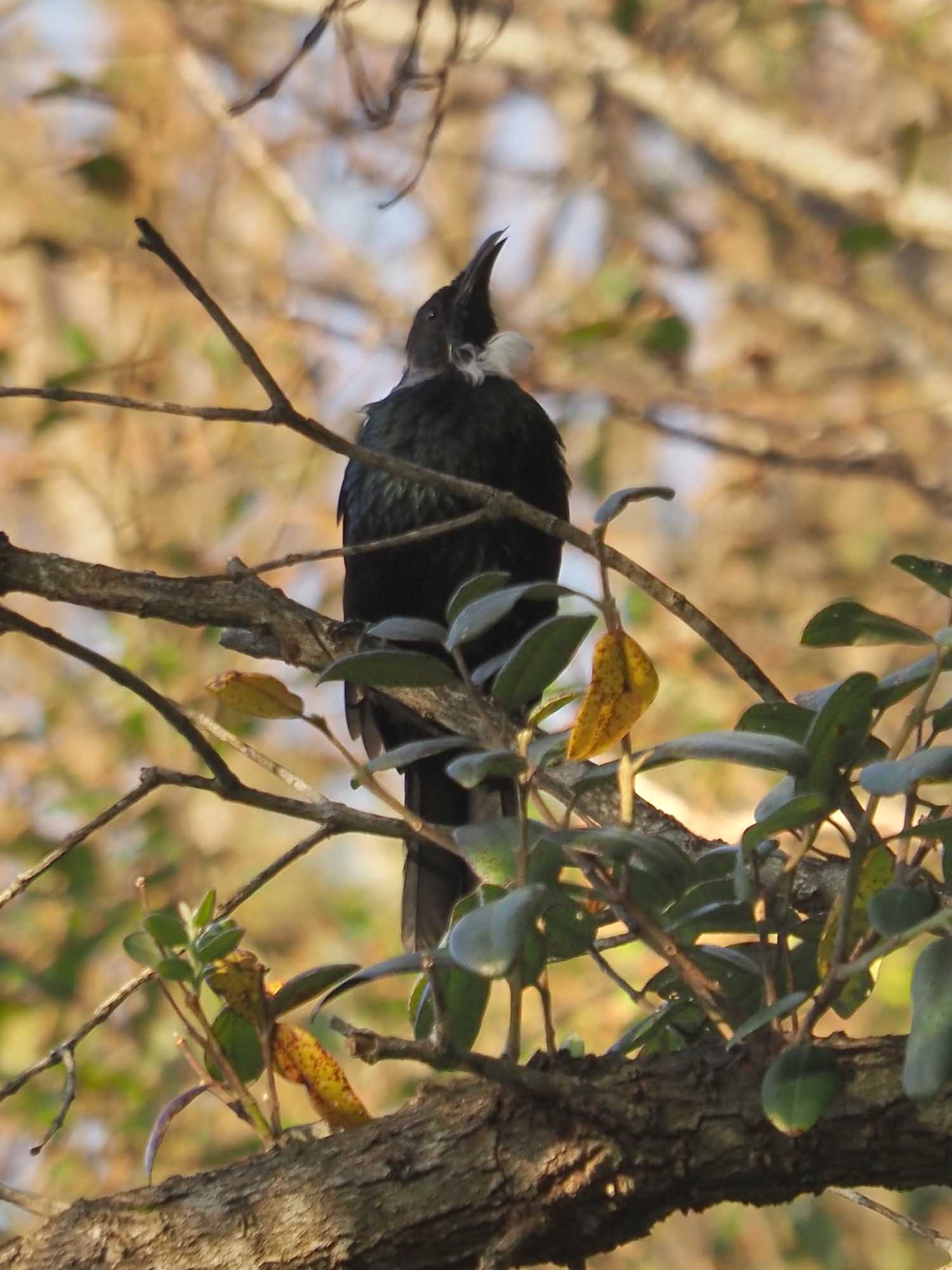 Parson Tui Bird