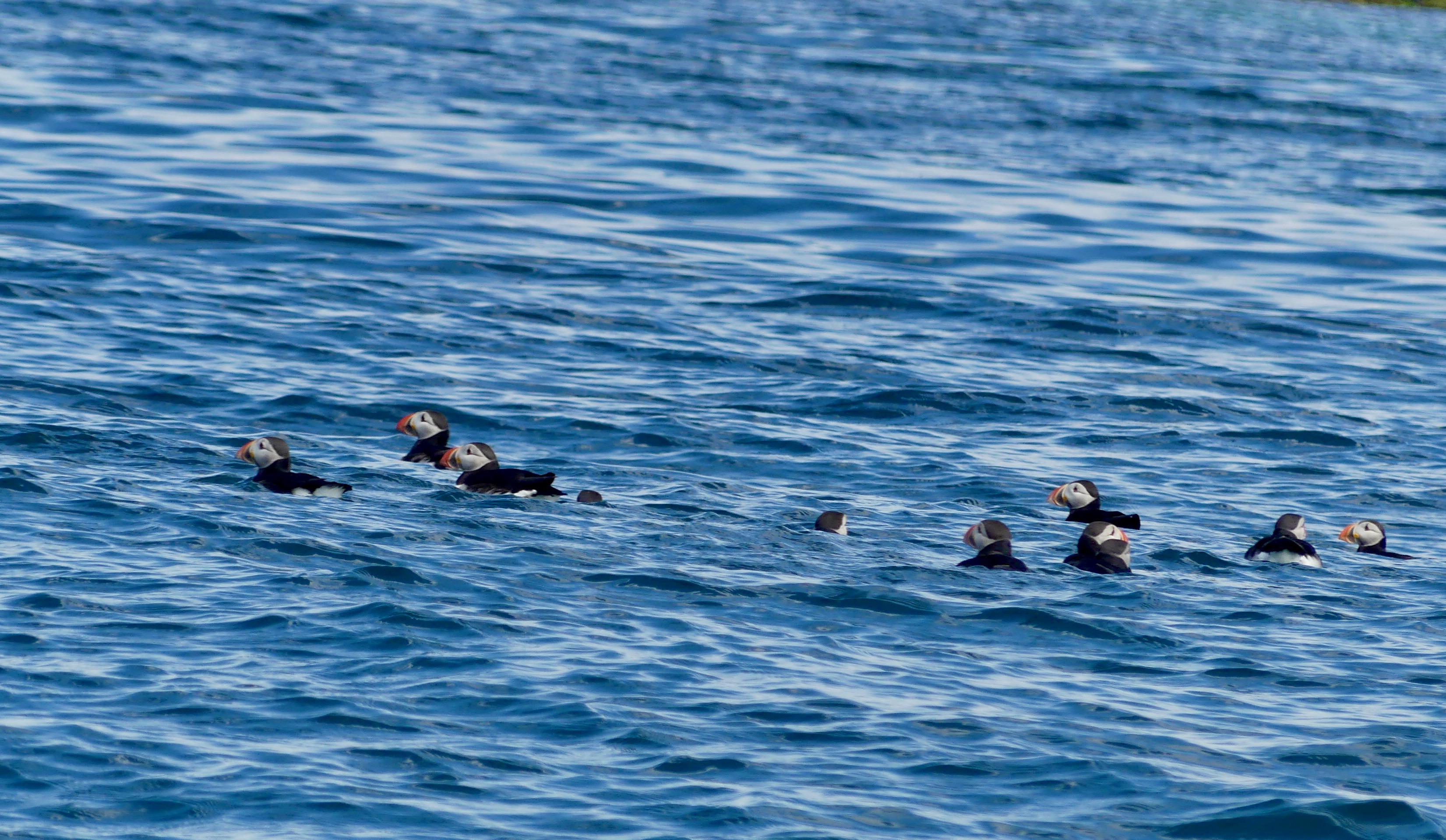 Oiseaux Islande - 3 sur 36.jpeg
