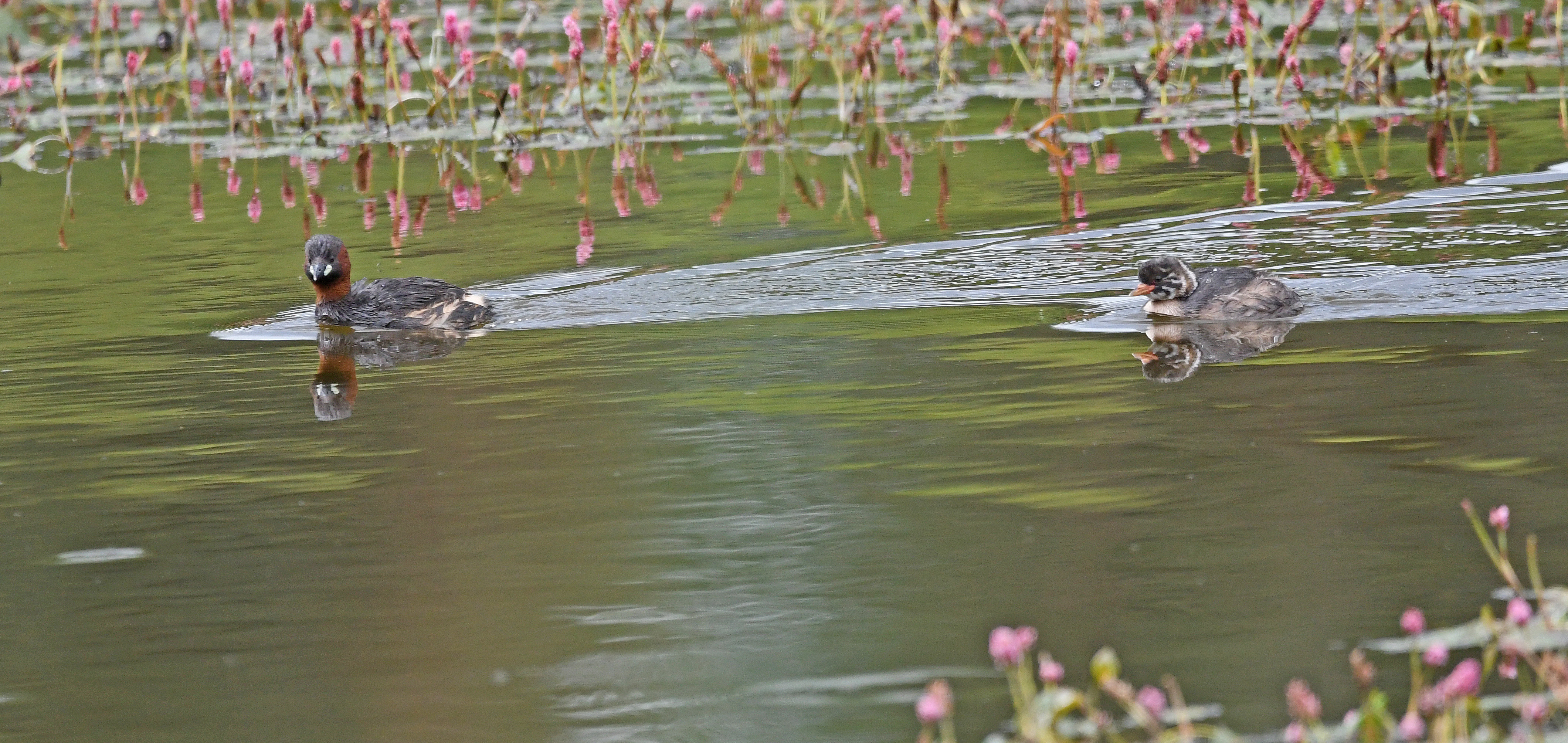 Little Grebe