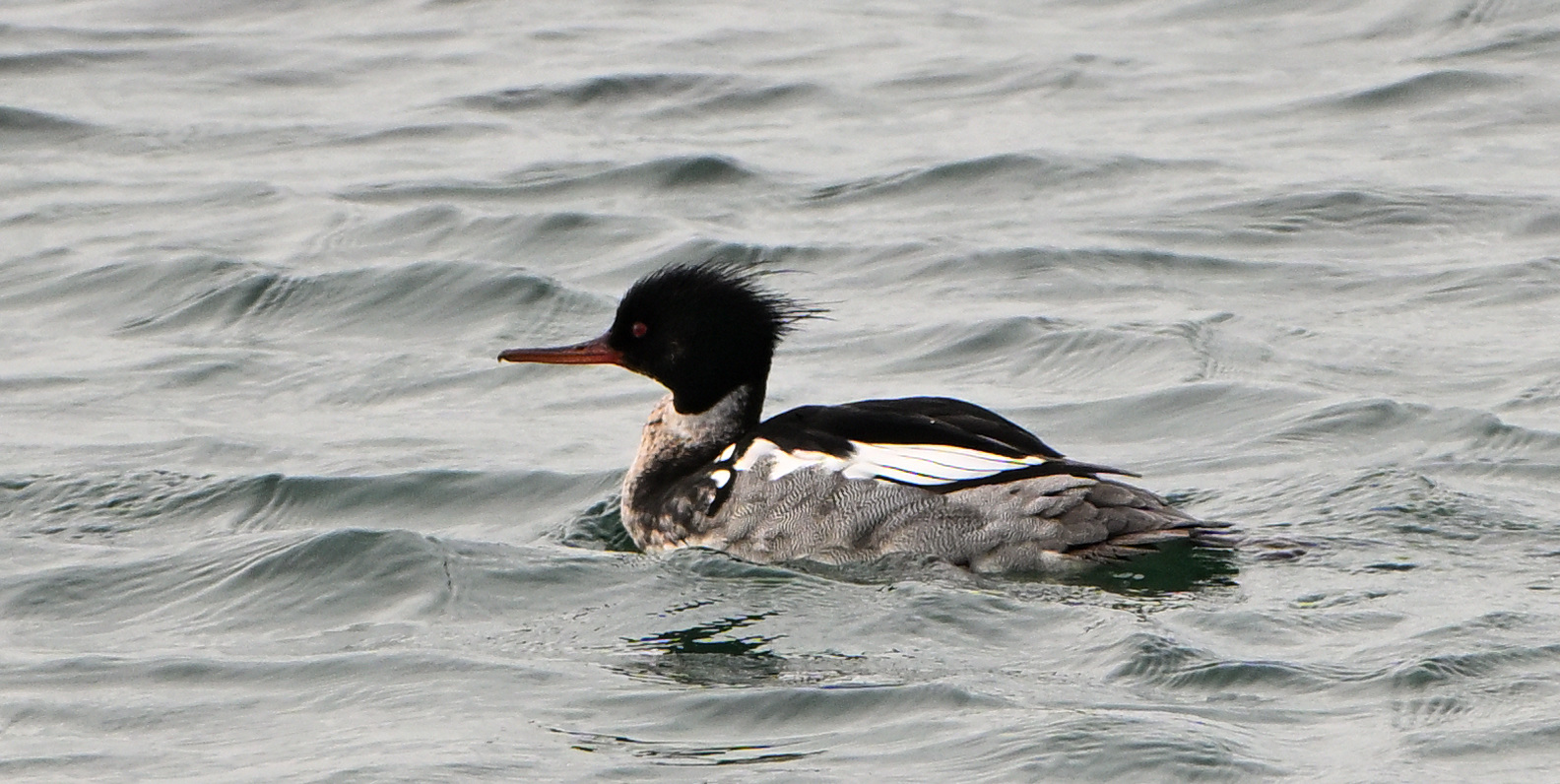 Red-breasted Merganser