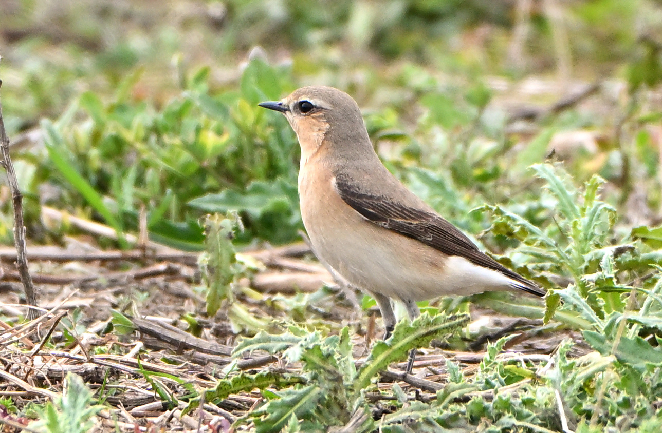 Wheatear