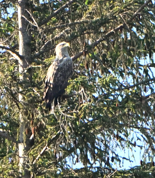 White-tailed Eagle