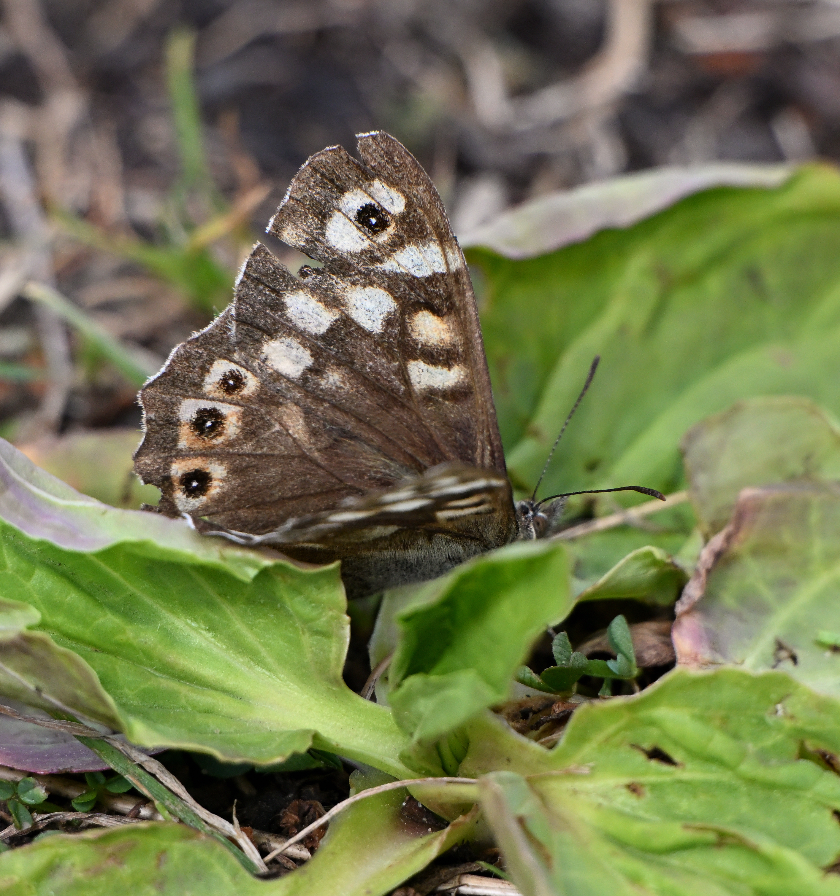 Speckled Wood