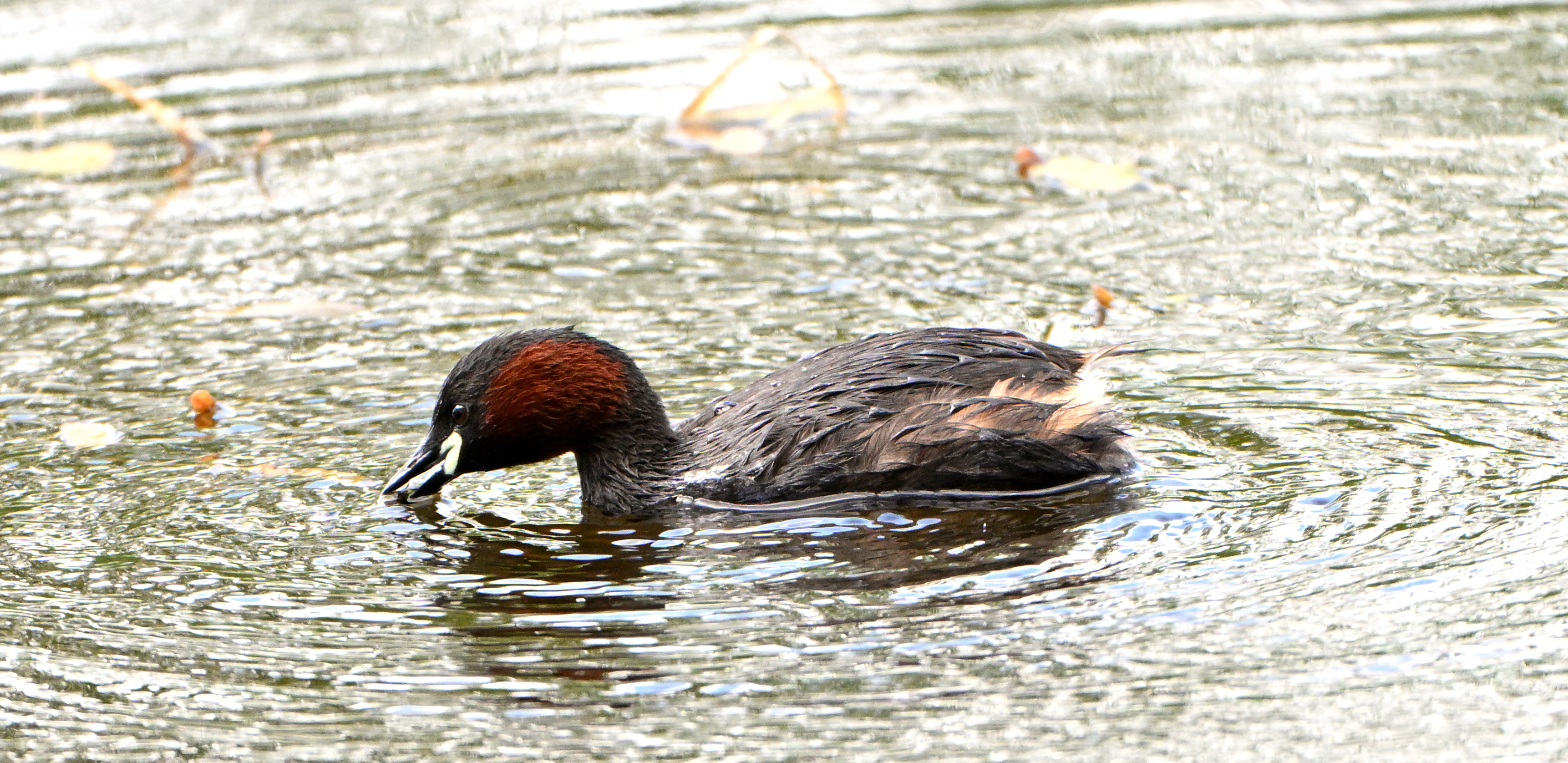 Little Grebe