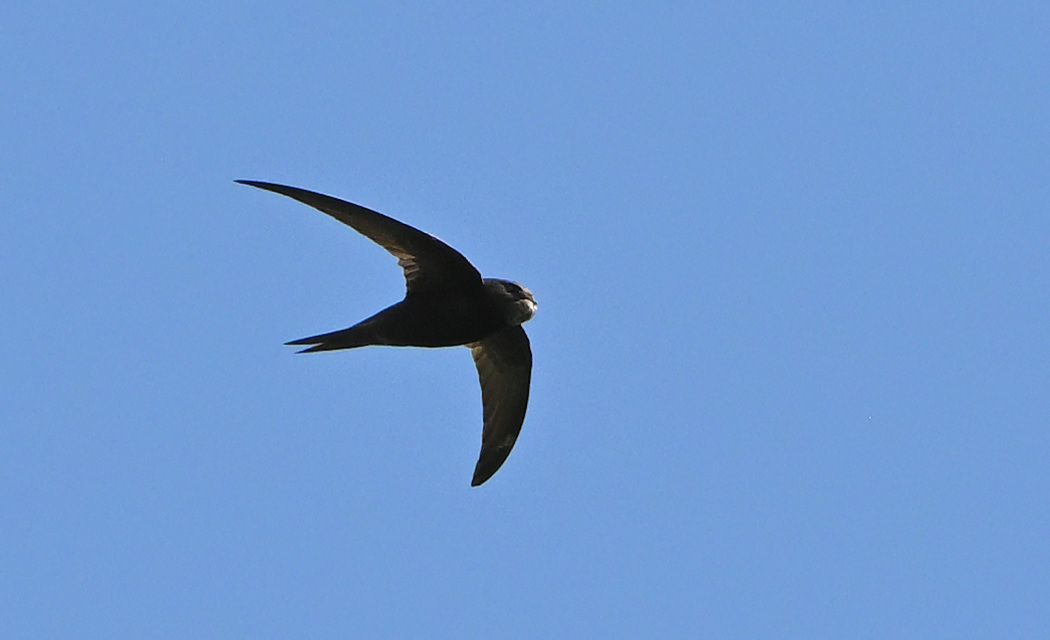 Common Swift