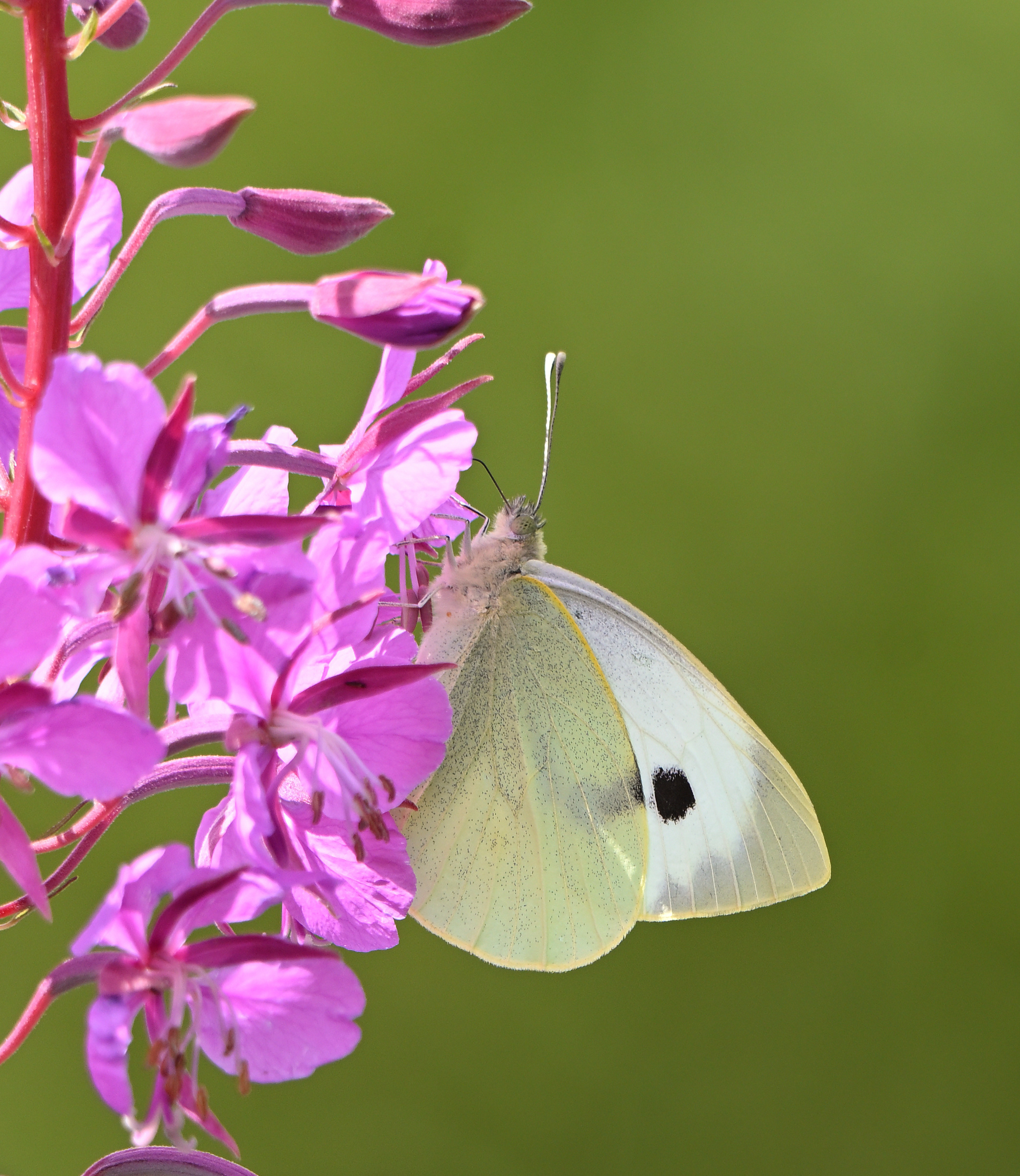 Large White