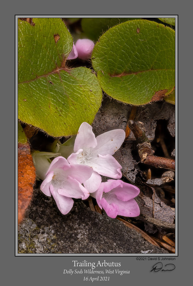 Trailing Arbutus 1.jpg