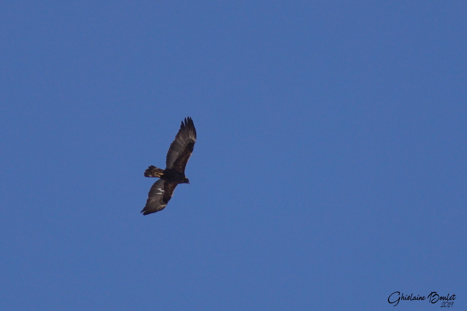 Aigle royal (Golden Eagle)