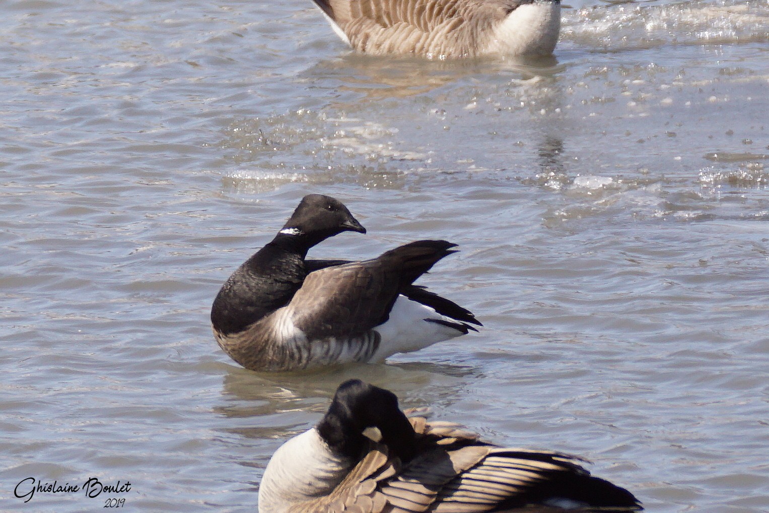 Bernache cravant (Brant)