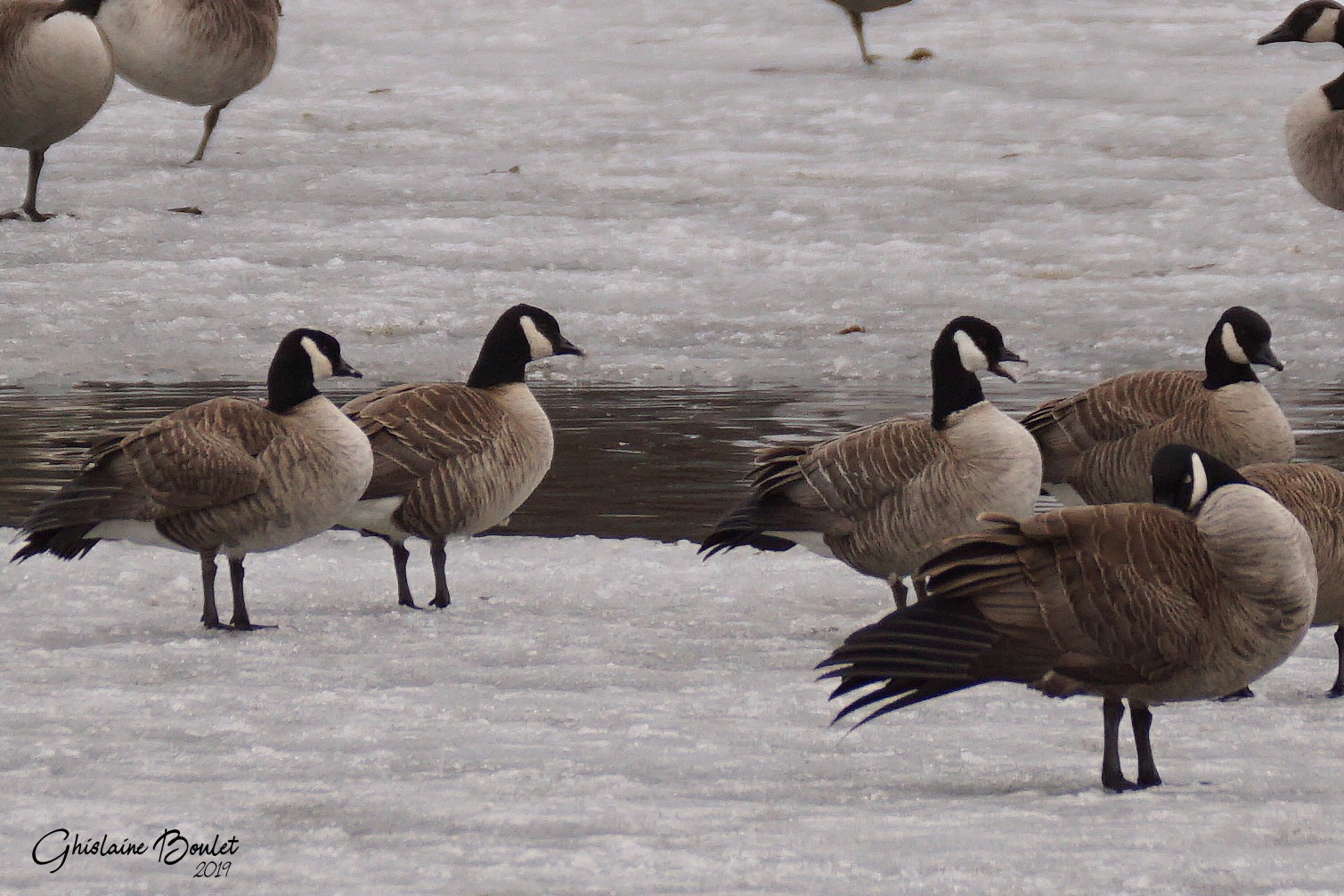 Bernache de Hutchins (Cackling Goose)