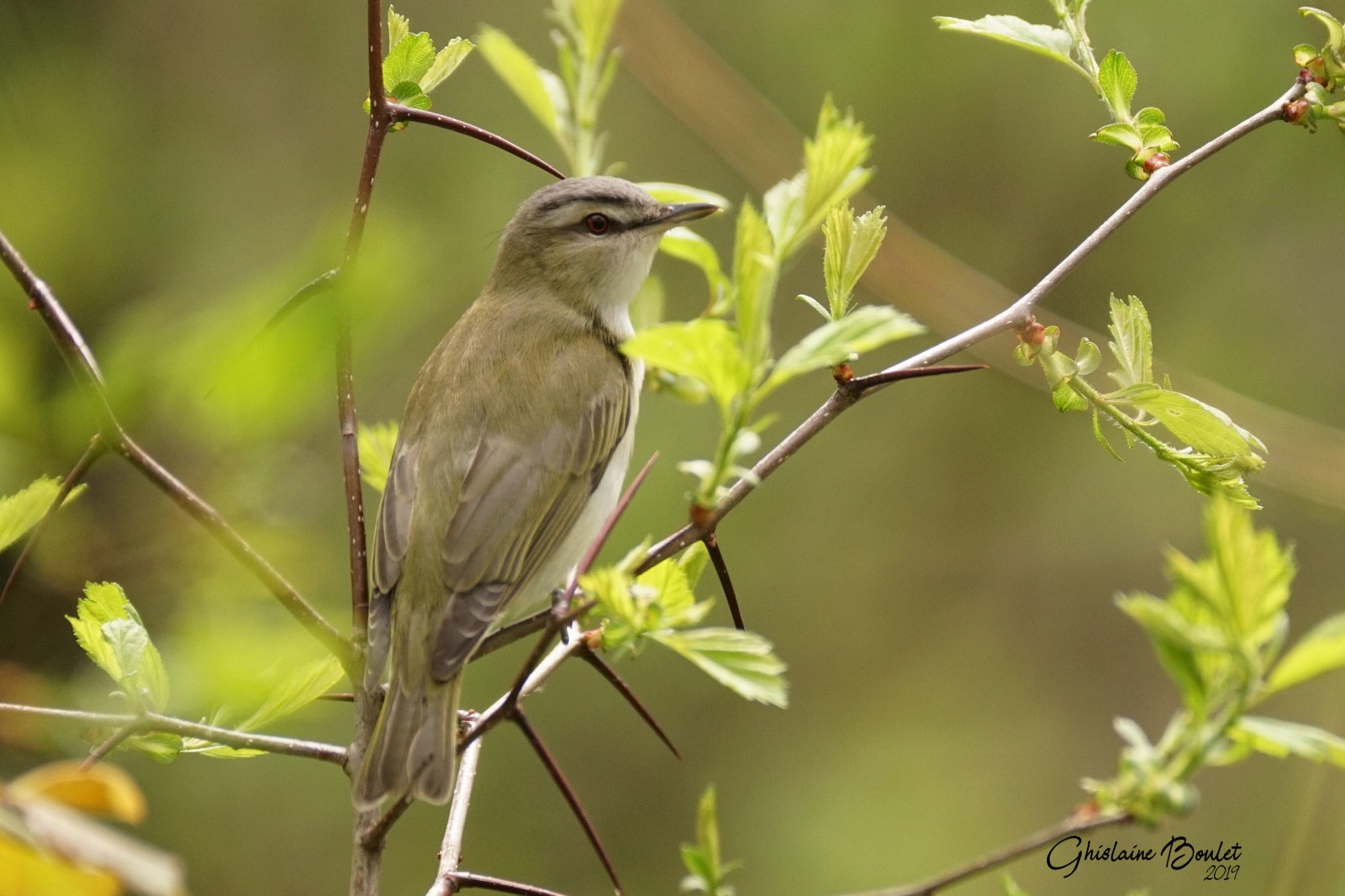 Viro aux yeux rouges (Red-eyed Vireo)