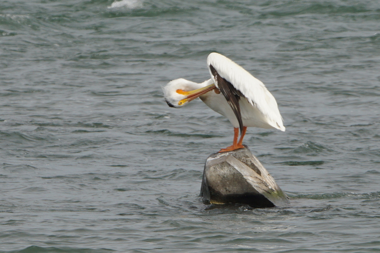 Plican dAmrique (American White Pelican)