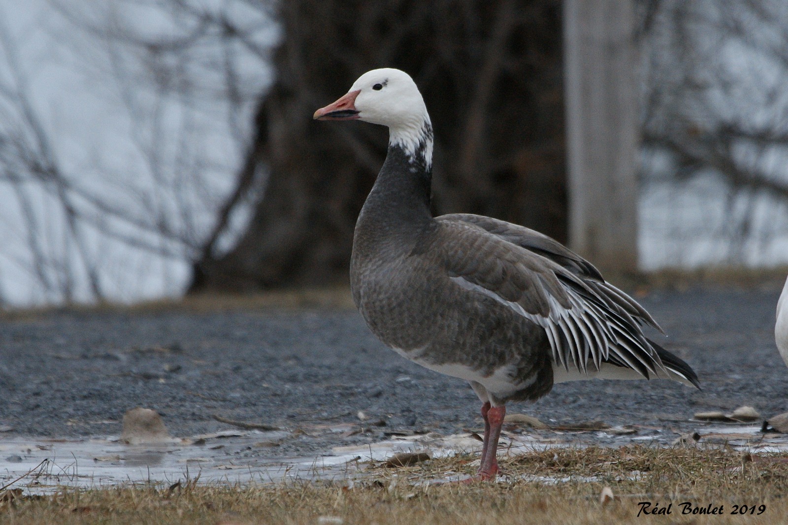 Oie des neiges (Snow Goose)