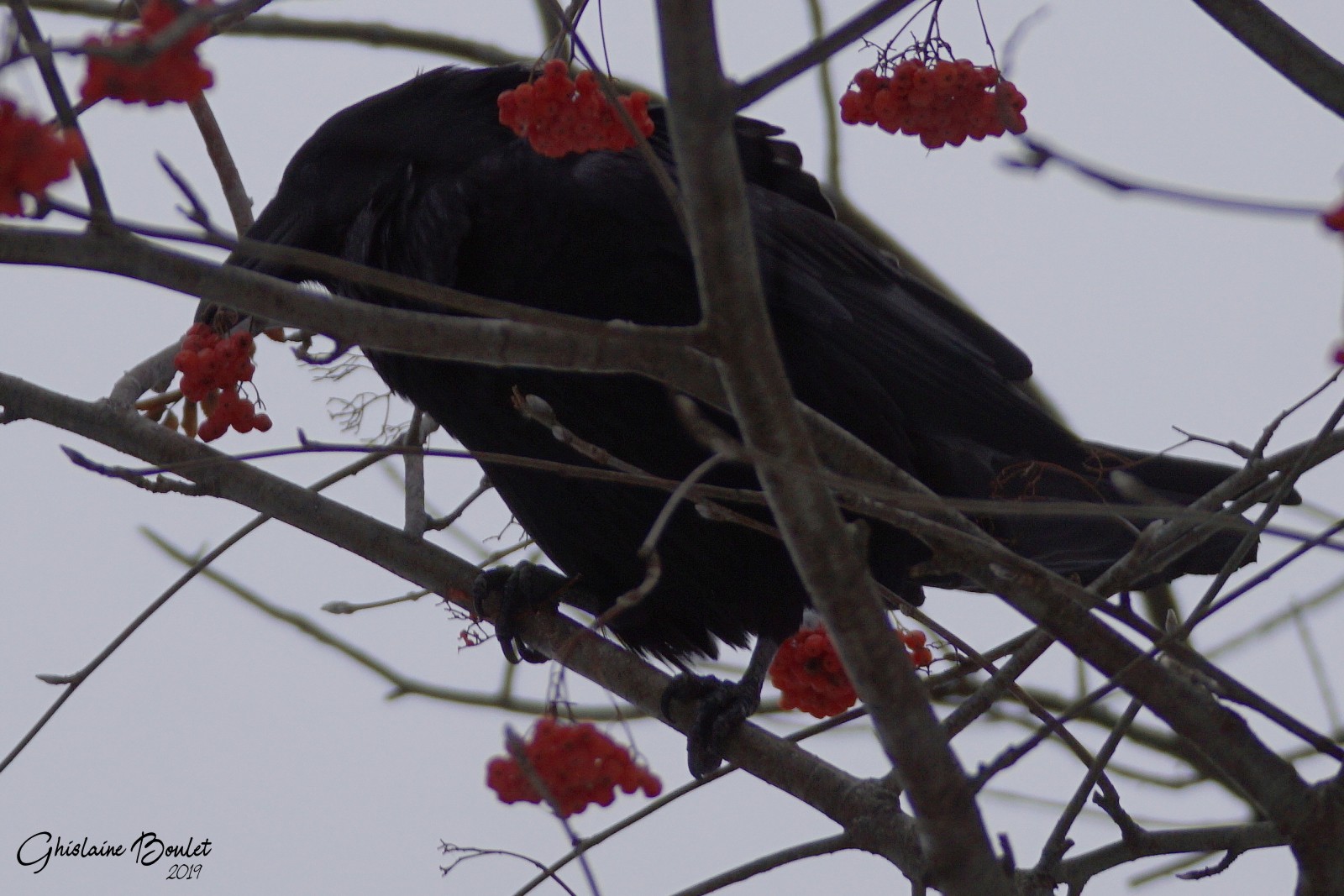 Grand Corbeau (Common Raven)