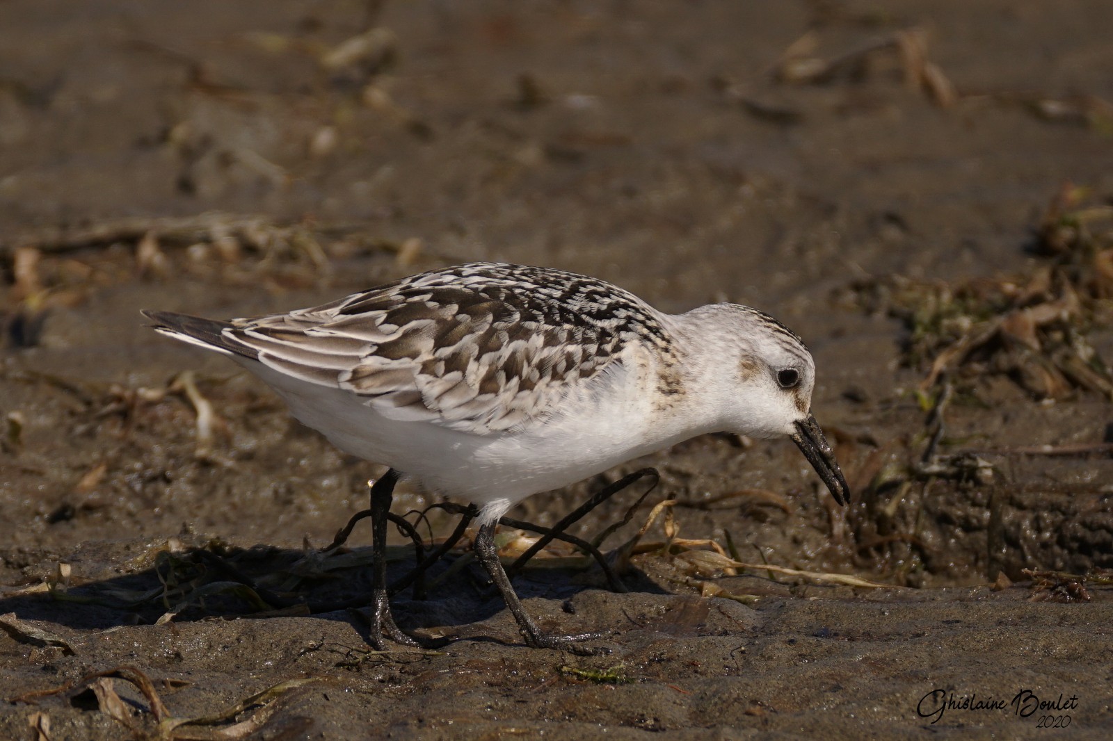 Bcasseau sanderling (Sanderling)