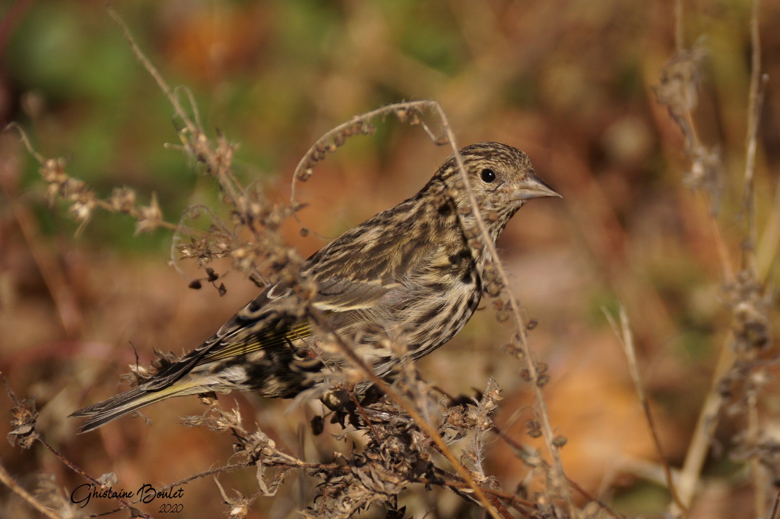 Tarin des pins (Pine Siskin)