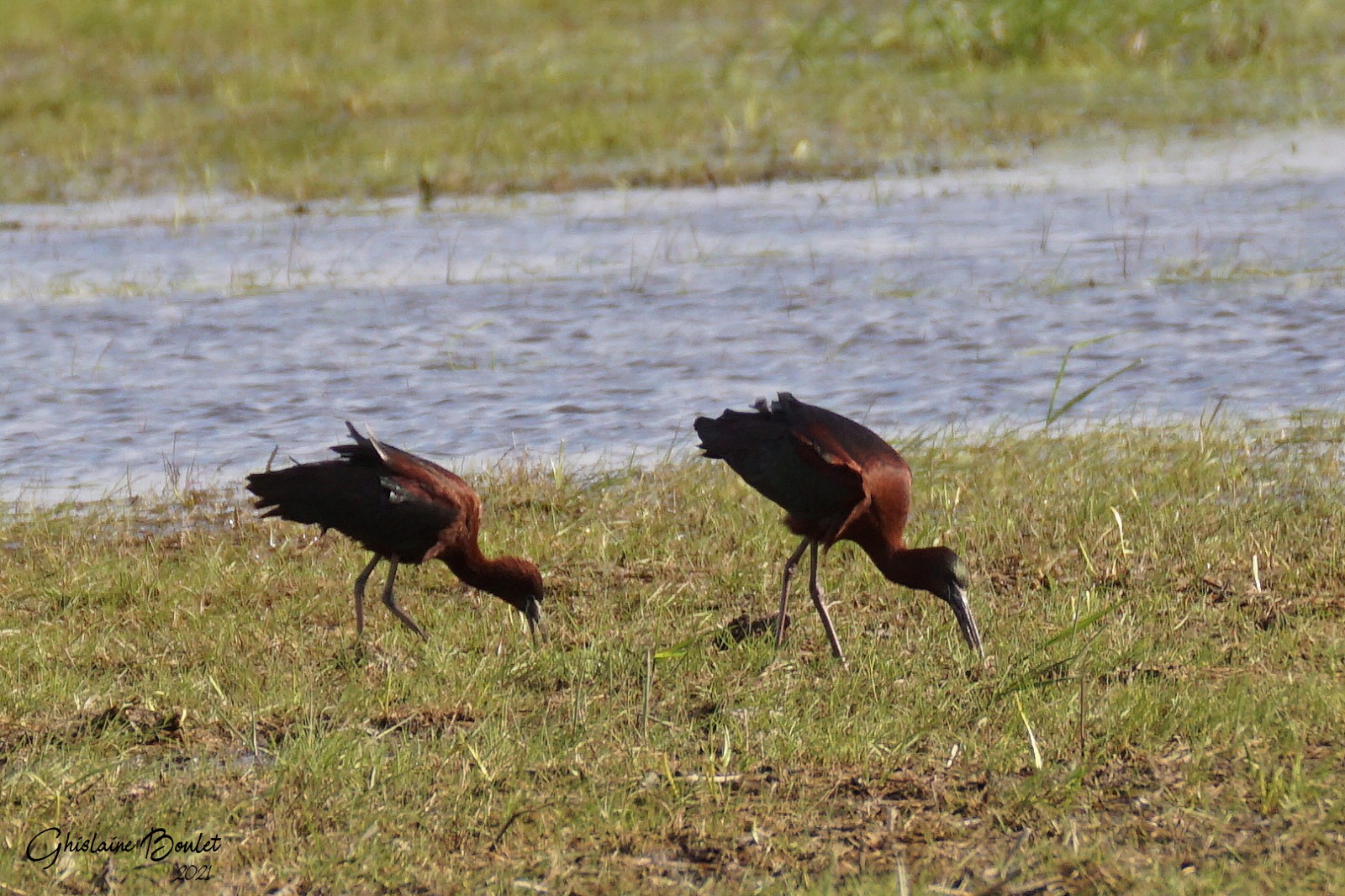 Ibis falcinelle (Glossy Ibis)