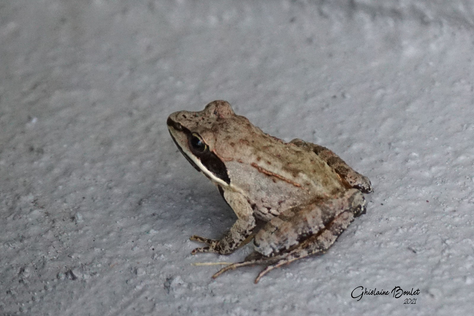 Grenouille des bois 
