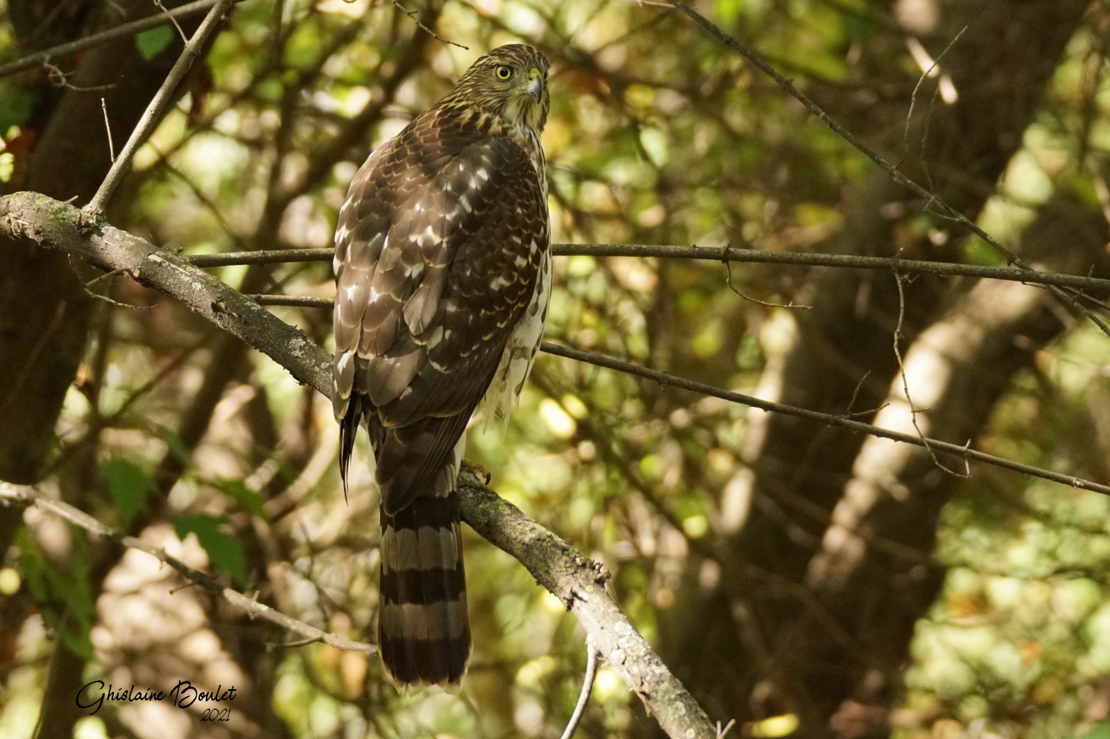 pervier de Cooper (Coopers Hawk)