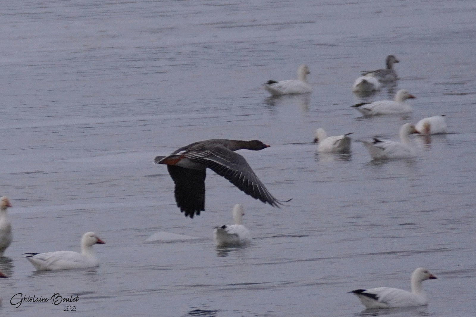 Oie de la toundra (Tundra Bean Goose)