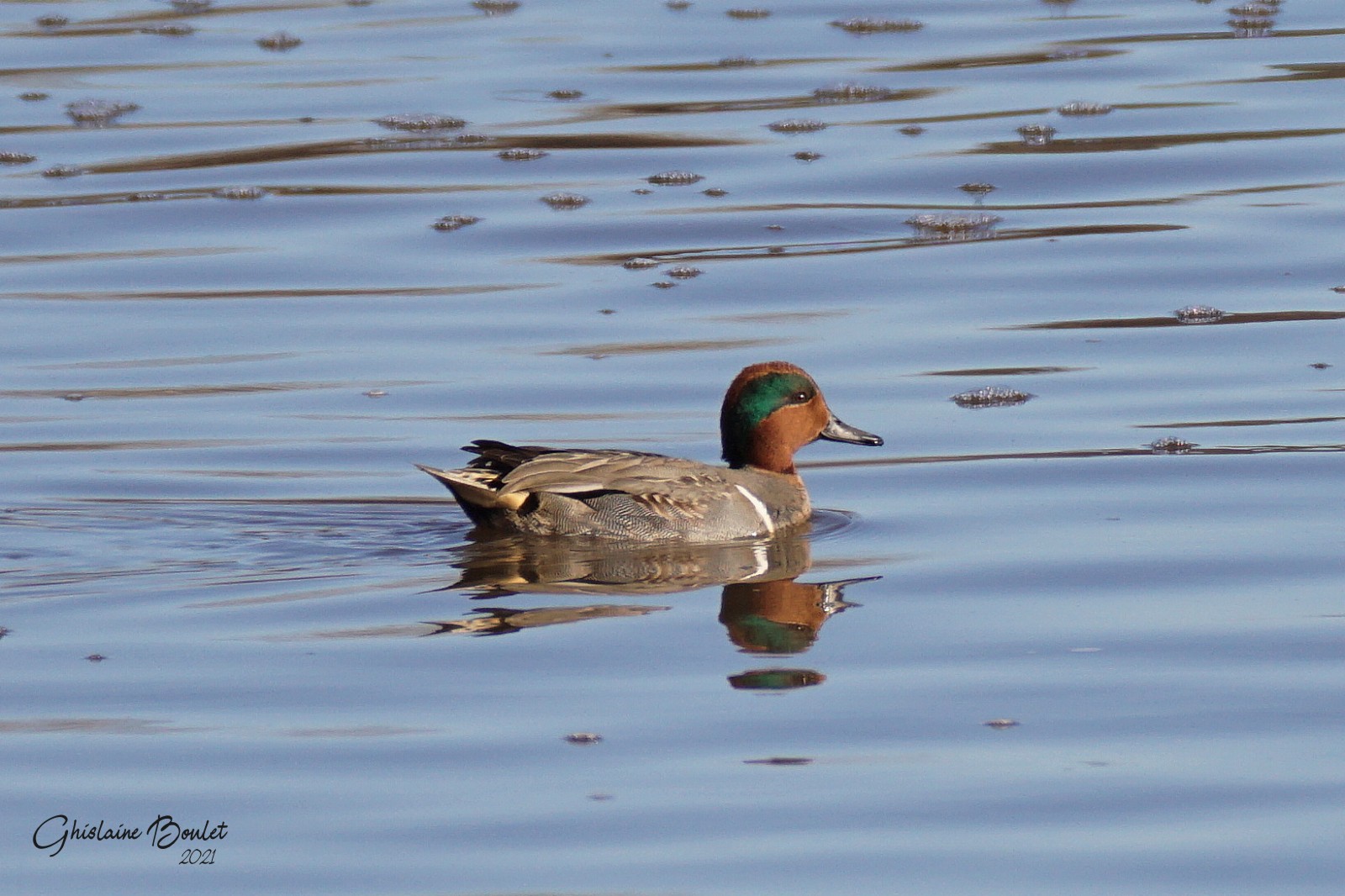 Sarcelle dhiver (Green-winged Teal)