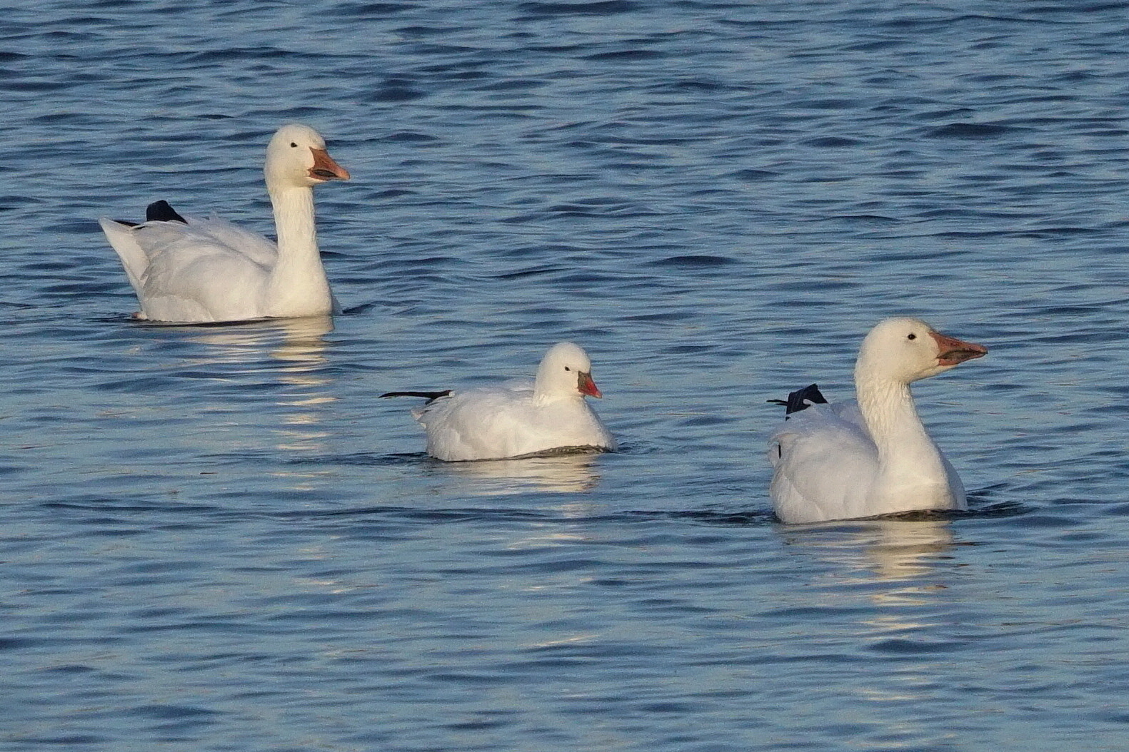 Oie de Ross (Rosss Goose)