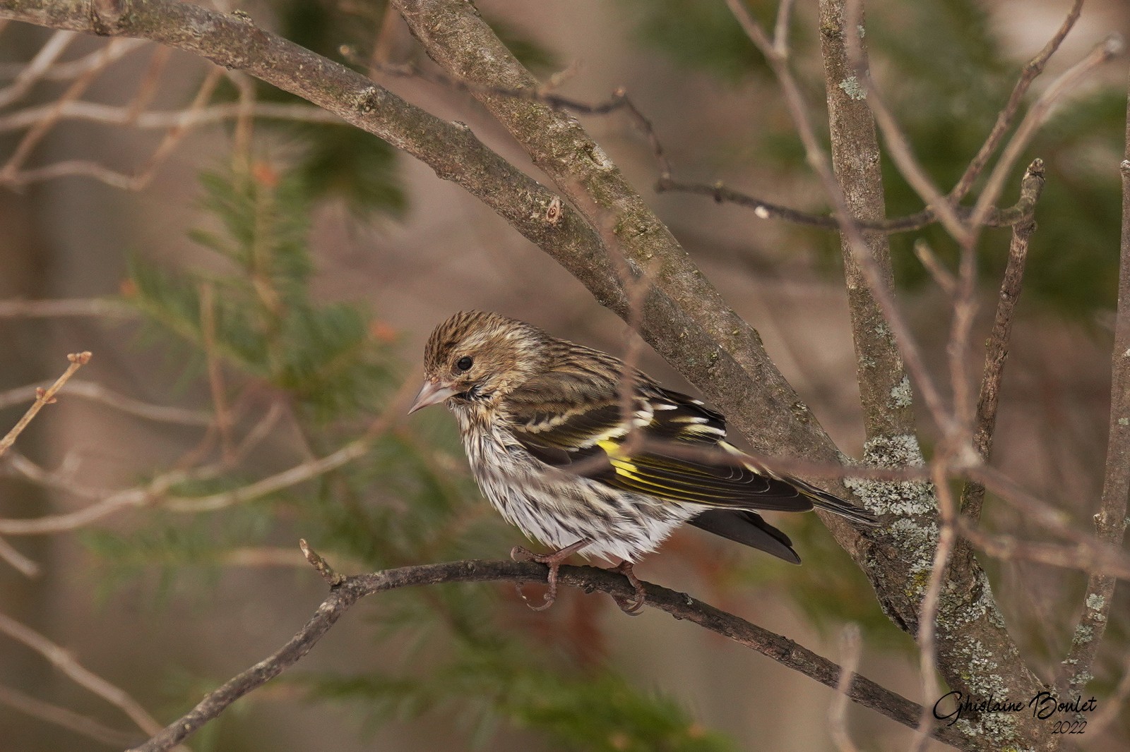 Tarin des pins (Pine Siskin)