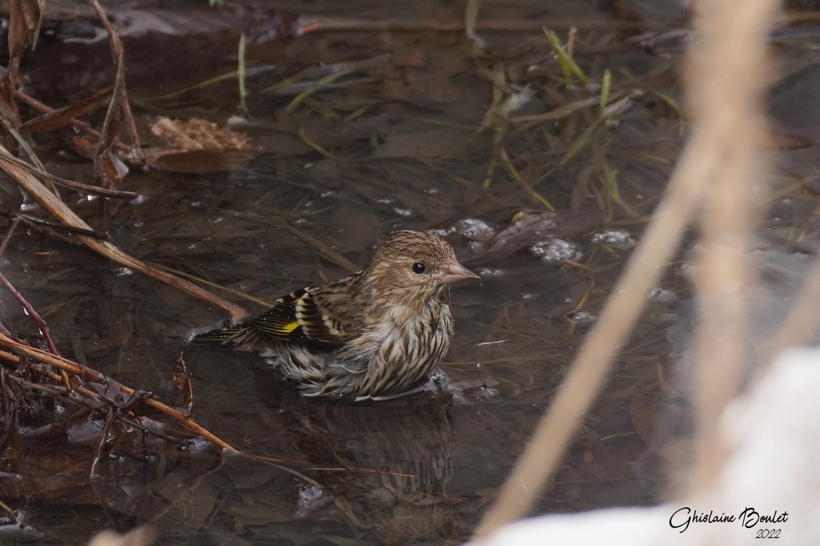 Tarin des pins (Pine Siskin)