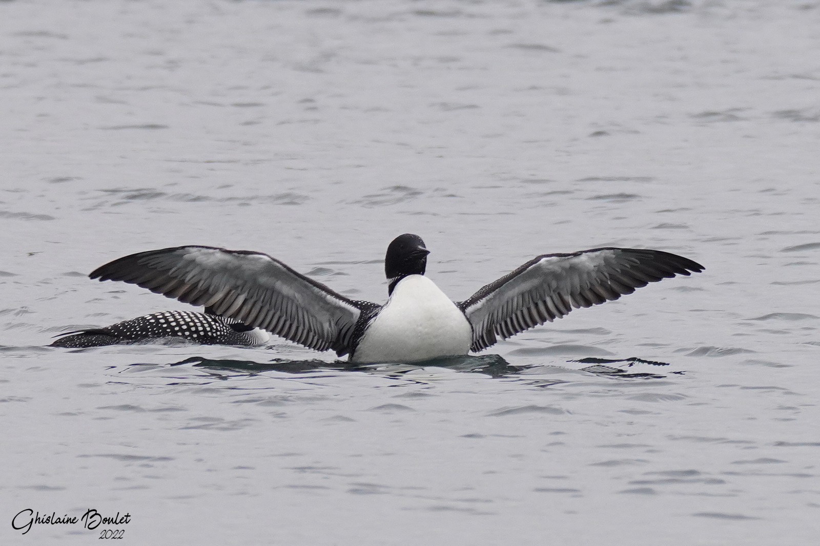 Plongeon huard (Common Loon)