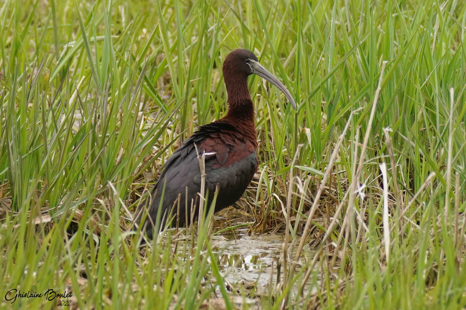 Ibis falcinelle (Glossy Ibis)