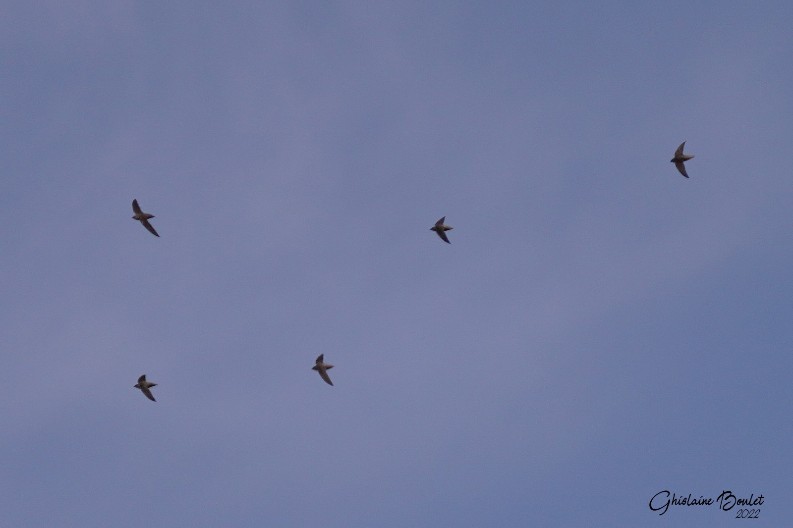 Martinet ramoneur (Chimney Swift)