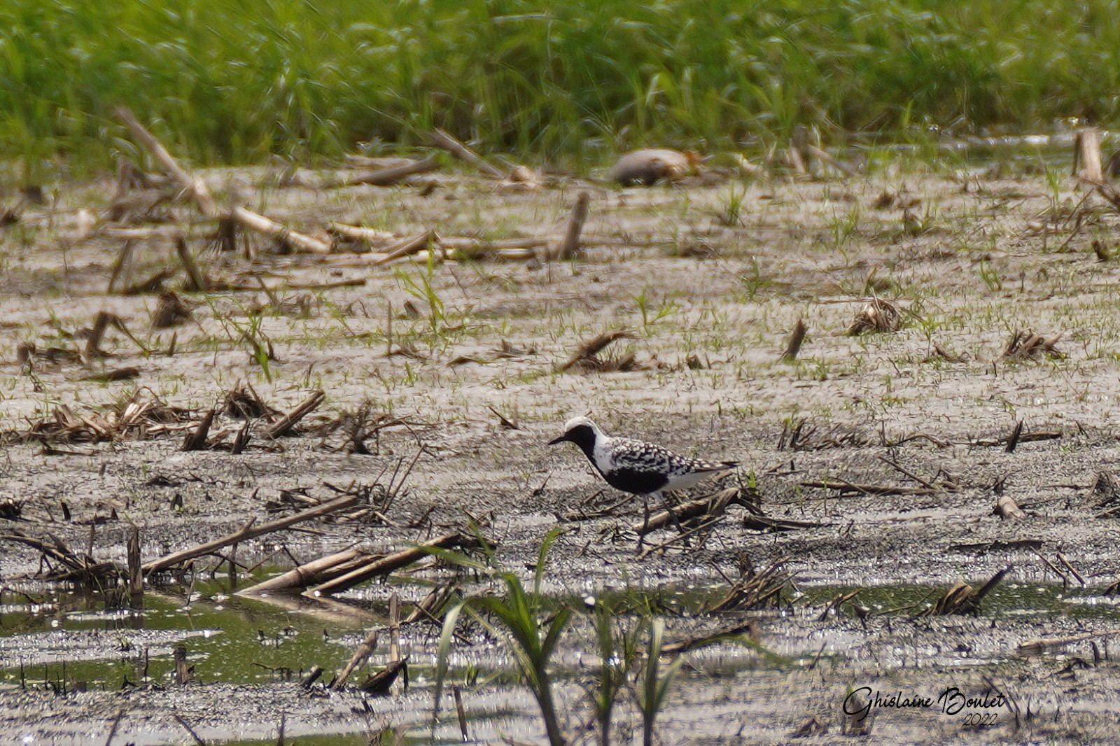 Pluvier argent (Black-bellied Plover)