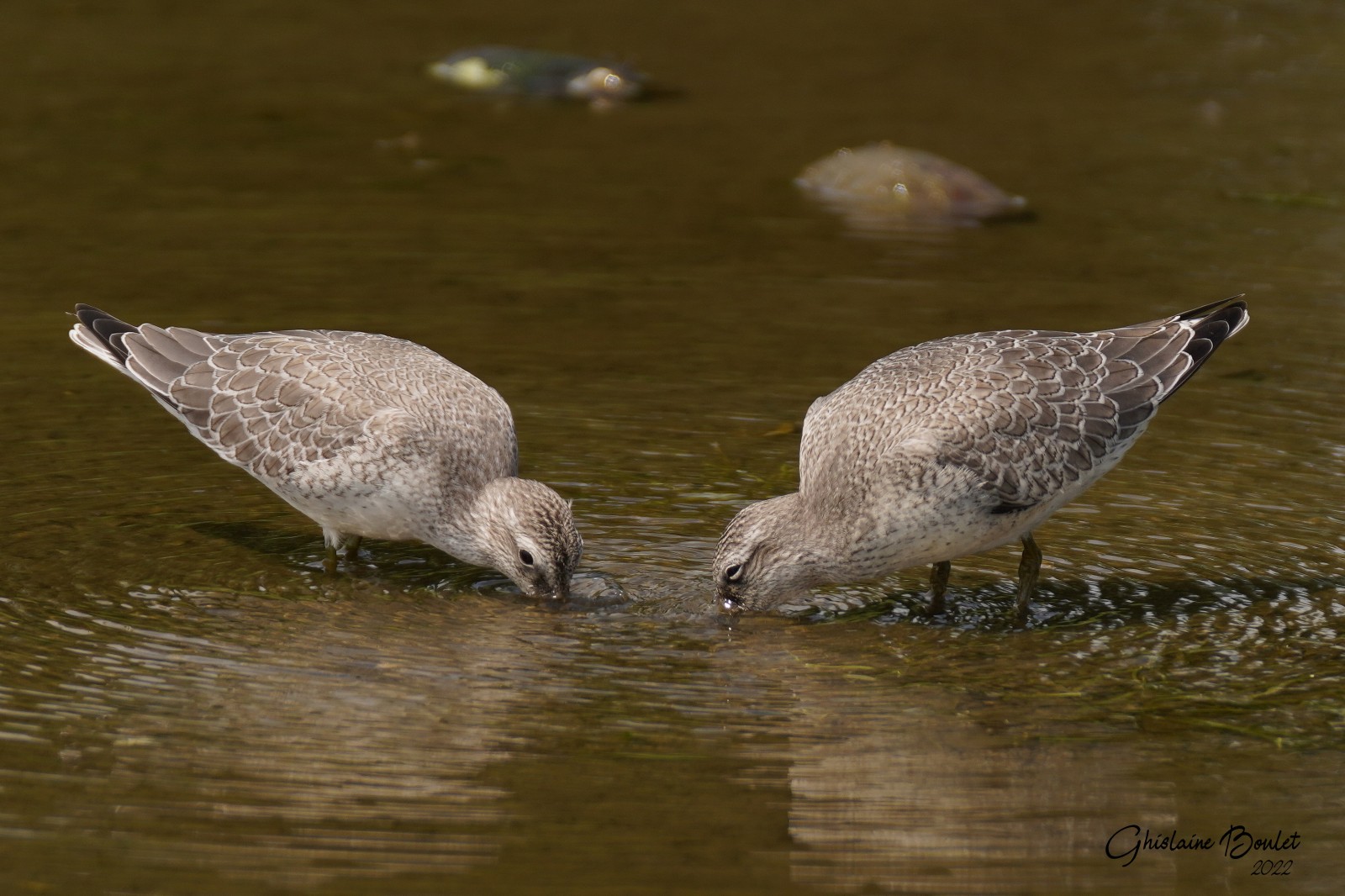 Bcasseau maubche (Red Knot)