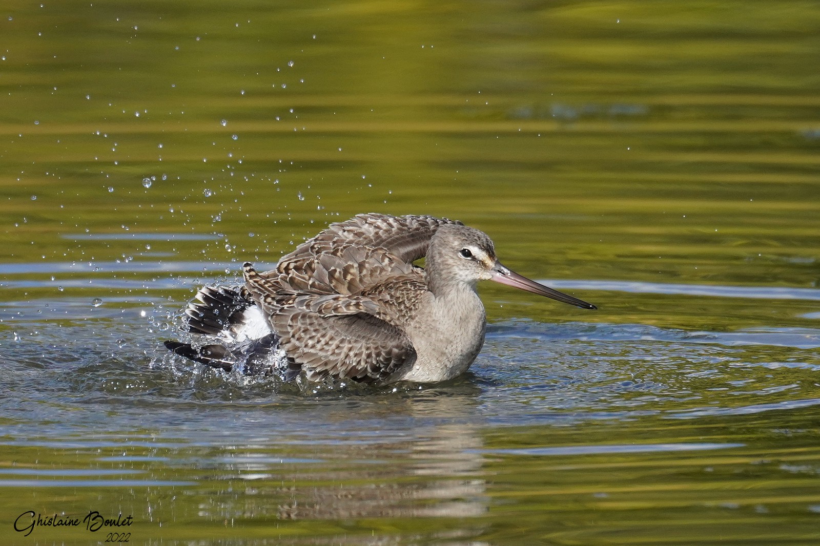 Barge hudsonienne (Hudsonian Godwit)