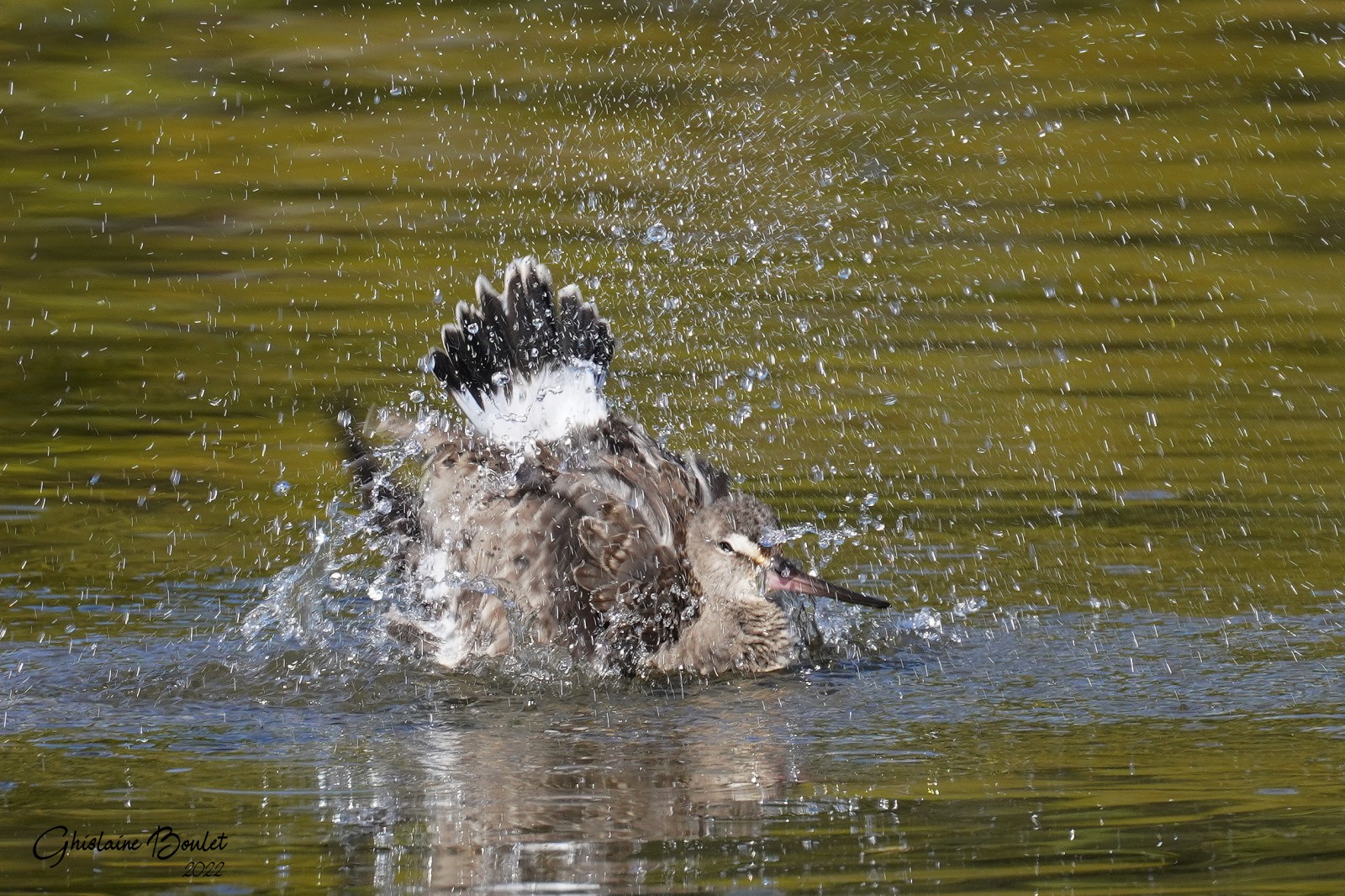 Barge hudsonienne (Hudsonian Godwit)