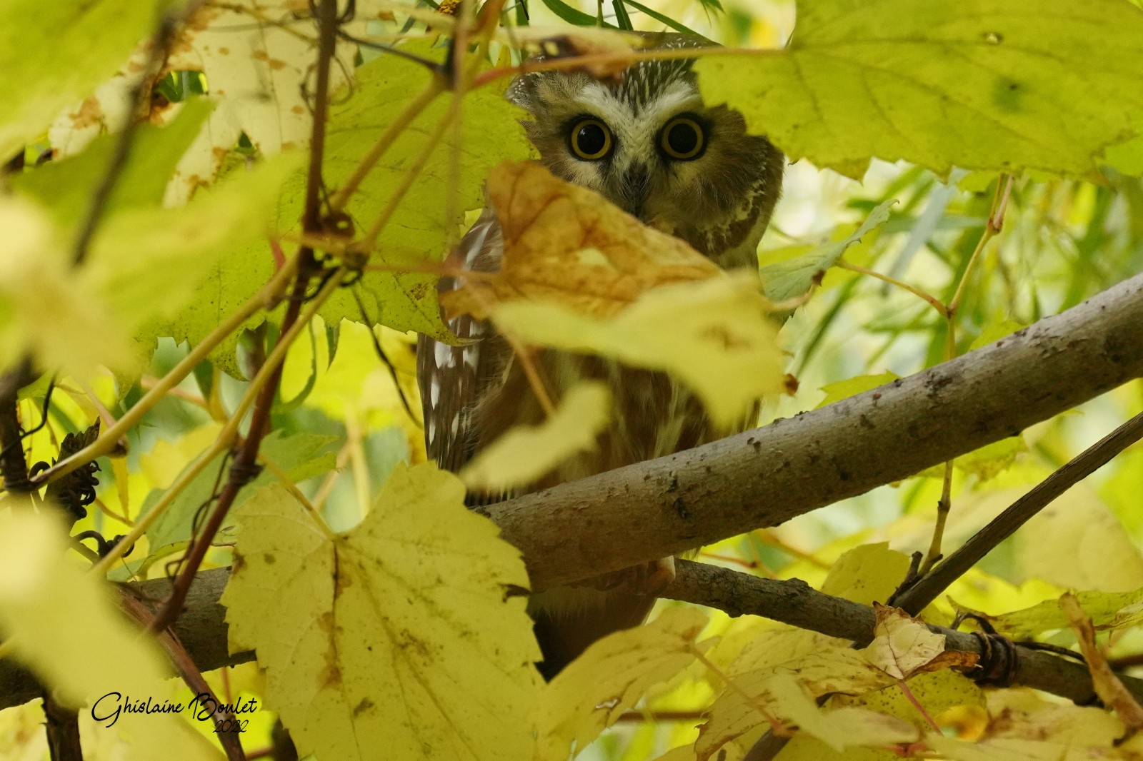 Petite Nyctale (Northern Saw-whet Owl)