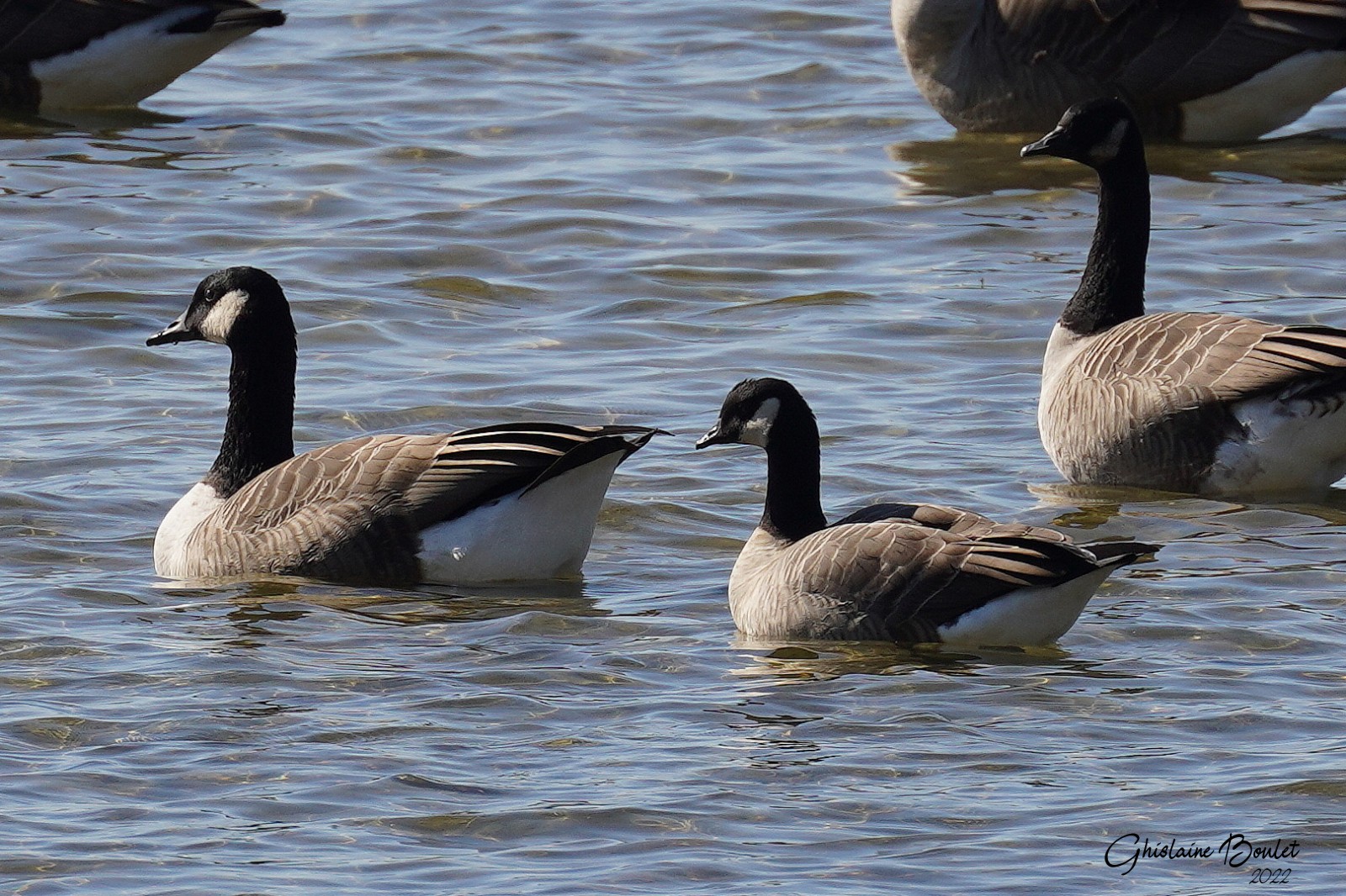 Bernache de Hutchins (Cackling Goose)