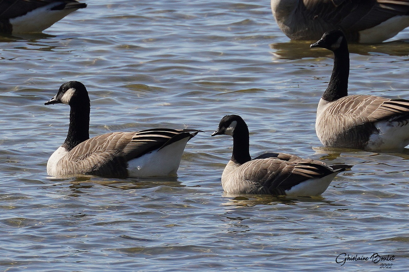 Bernache de Hutchins (Cackling Goose)