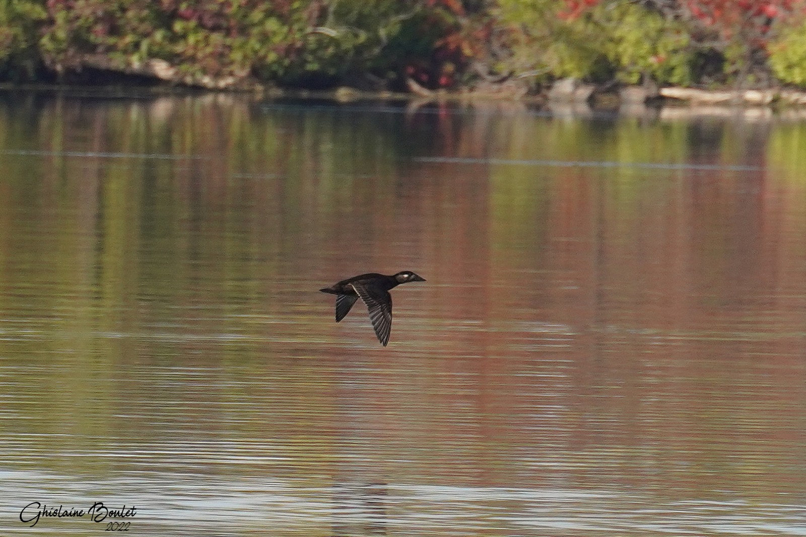 Macreuse  front blanc (Surf Scoter)