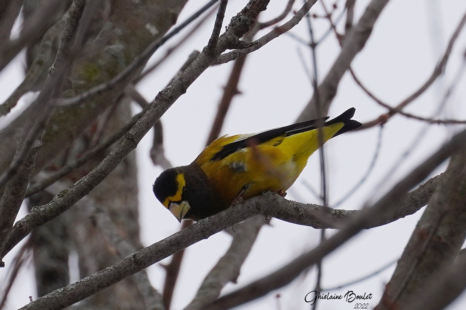 Gros-bec errant (Evening Grosbeak)