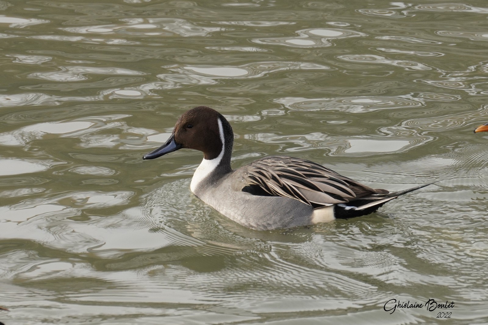 Canard pilet (Northern Pintail)
