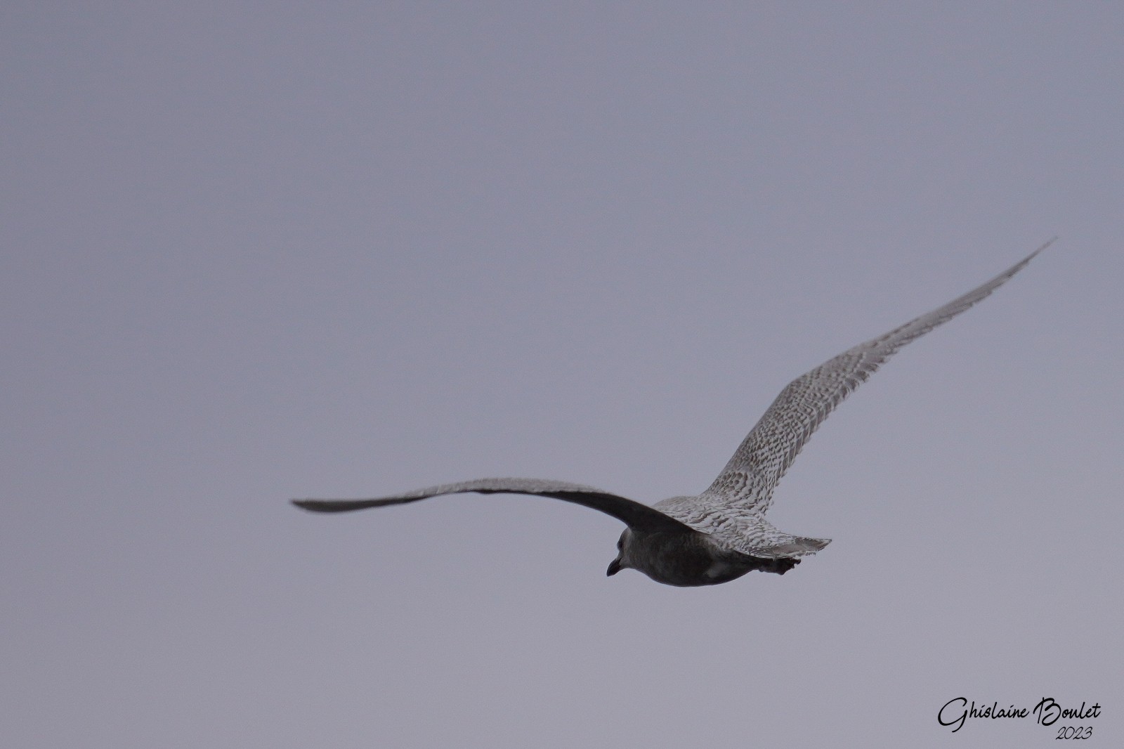 Goland arctique (Iceland Gull)