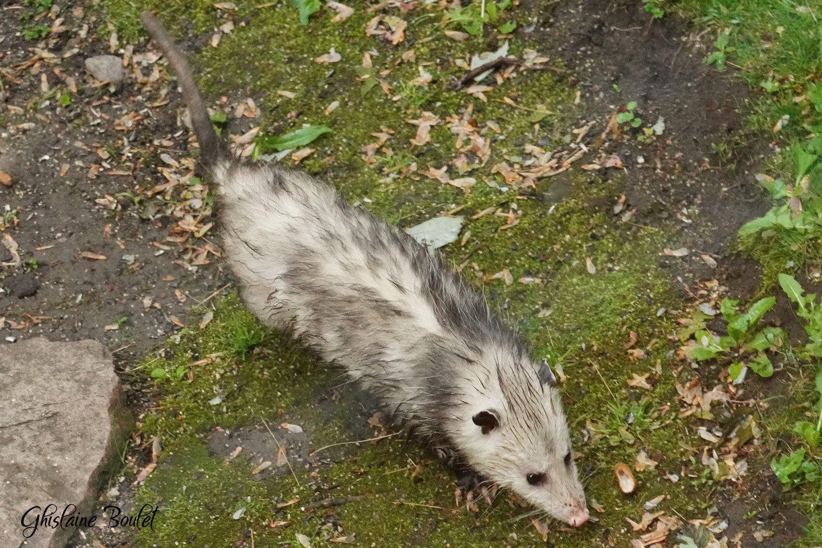 Opossum