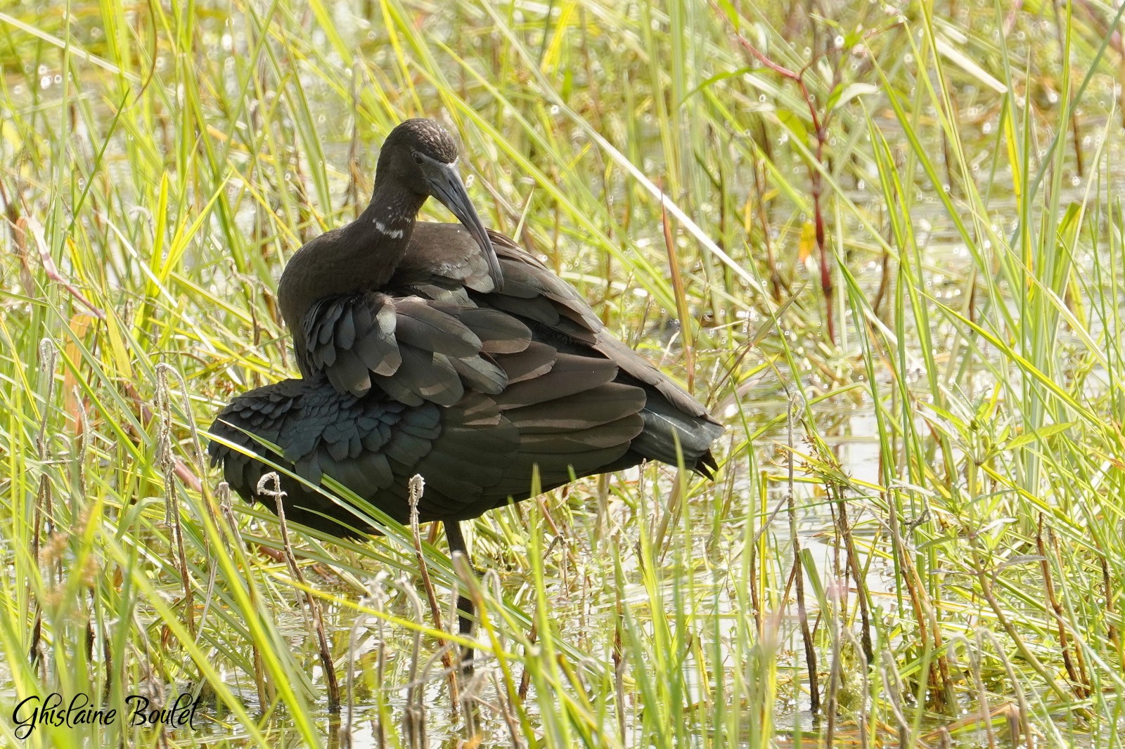 Ibis falcinelle (Glossy Ibis)