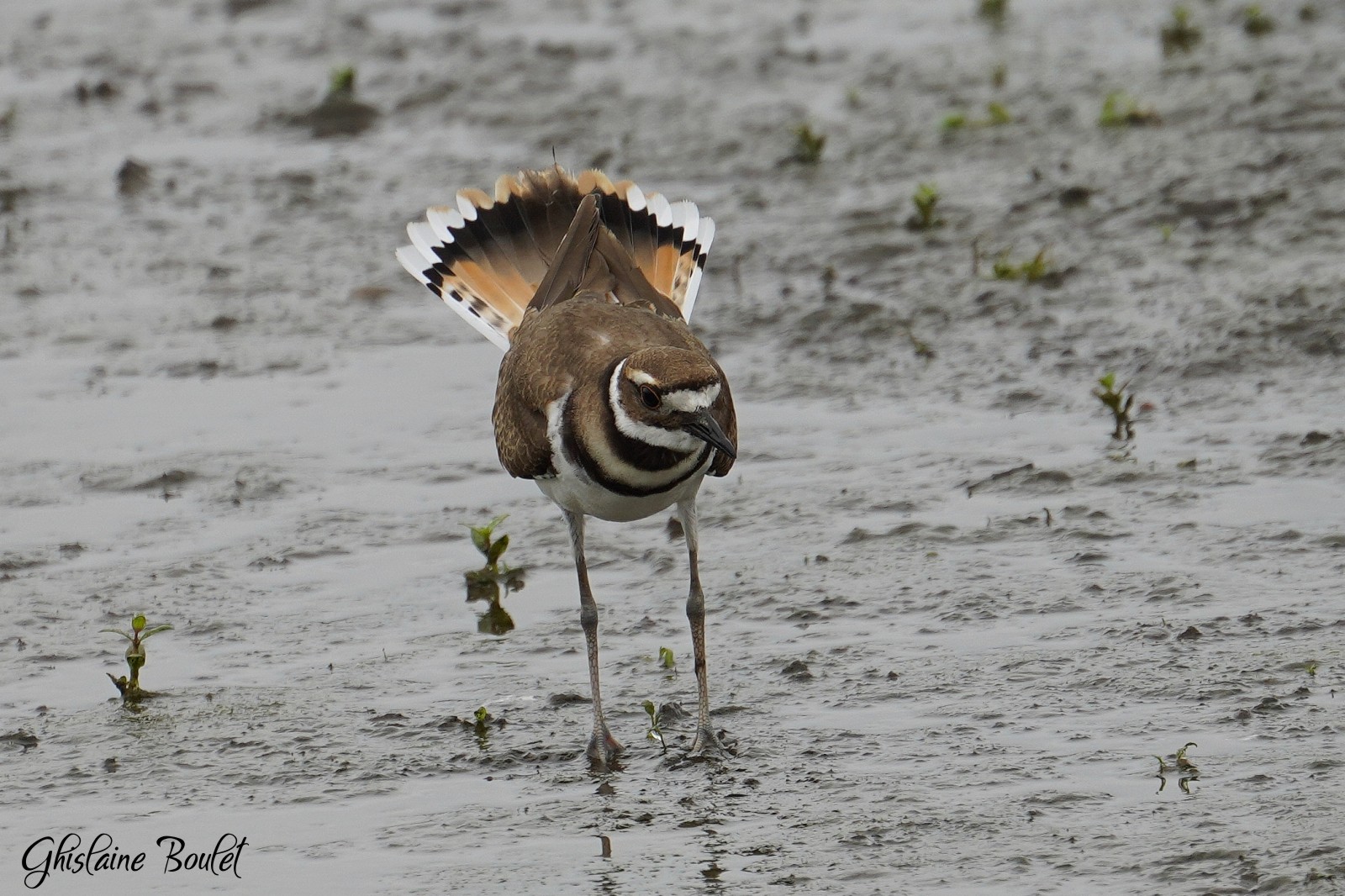 Pluvier kildir (Kildeer)