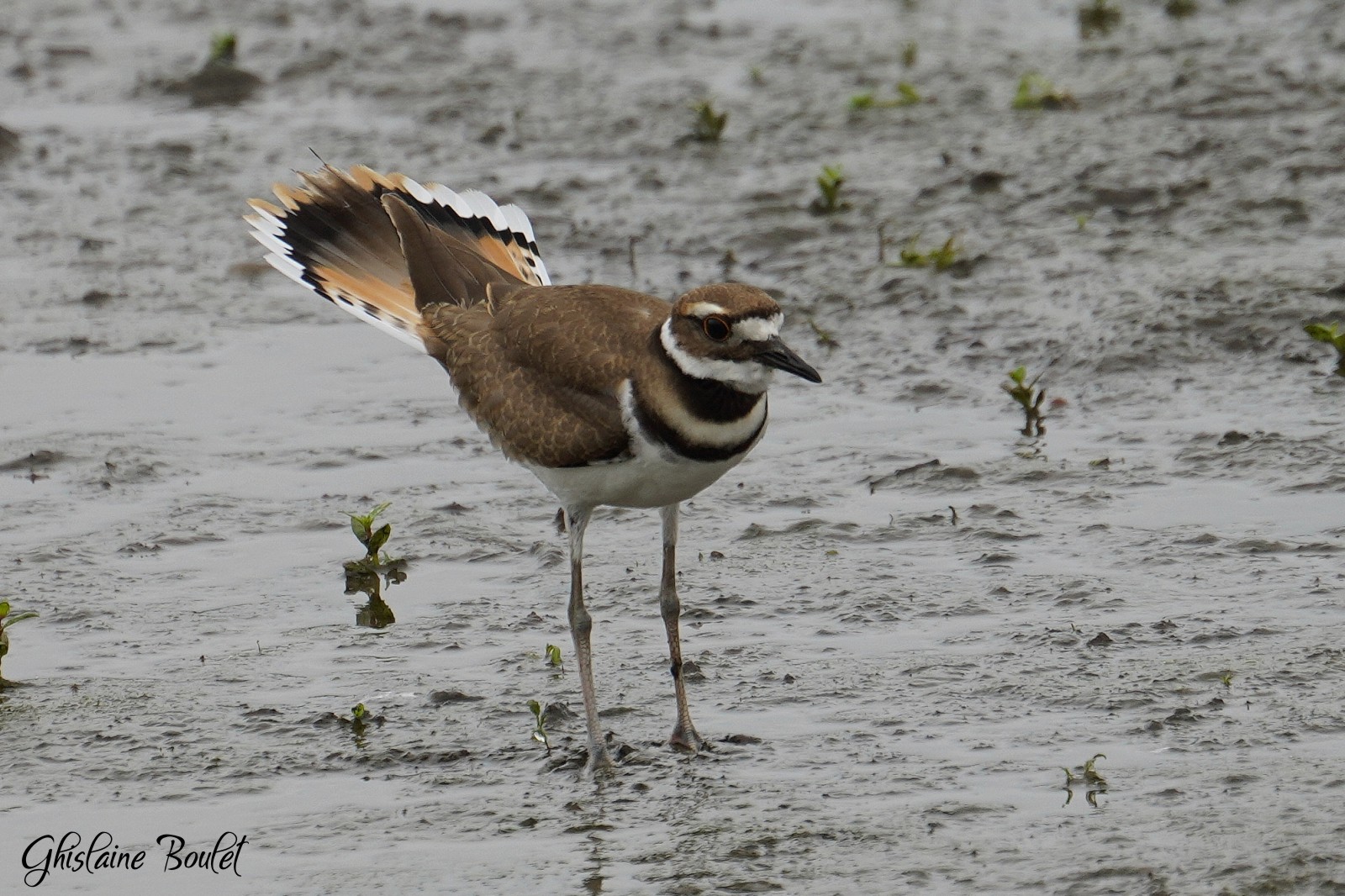 Pluvier kildir (Kildeer)