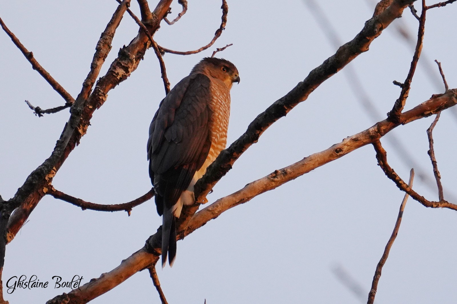 pervier de Cooper (Coopers Hawk)