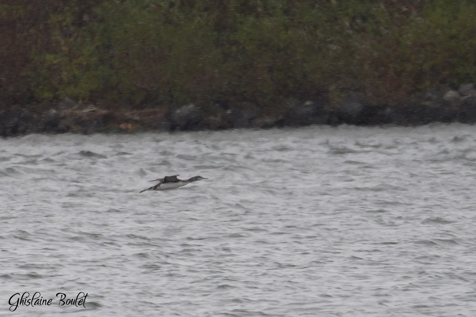 Plongeon catmarin (Red-throated Loon)